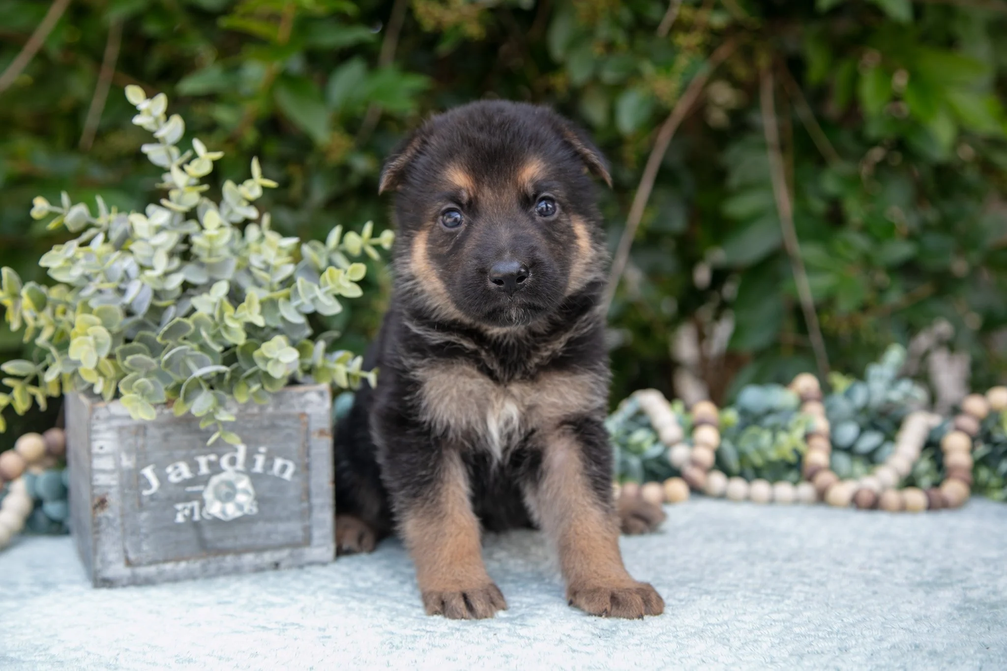 Marley - $550