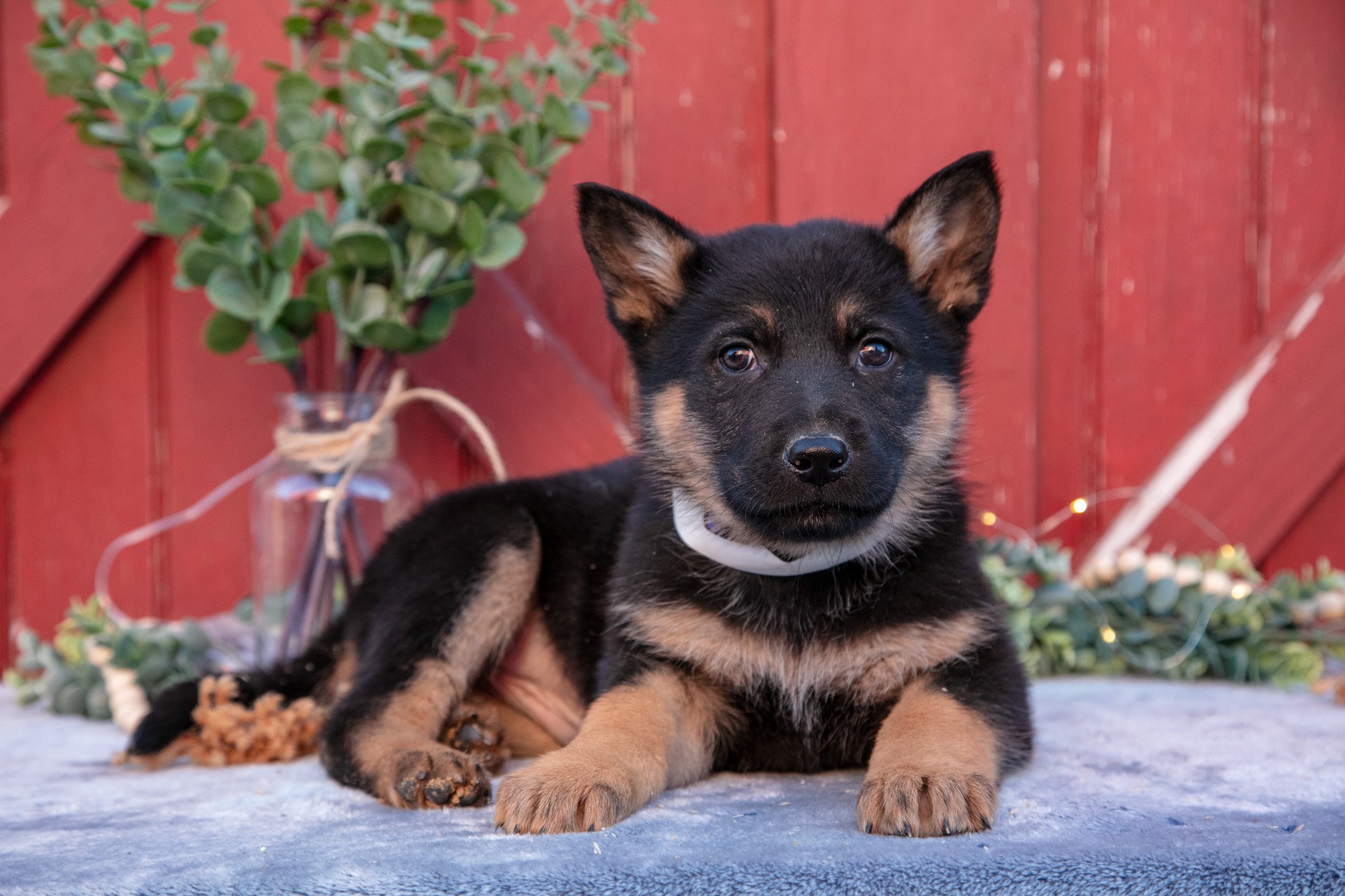 Axel - $650