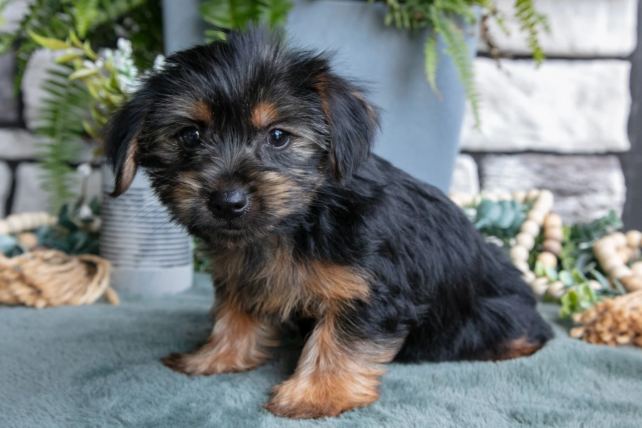 Cinnamon - $795