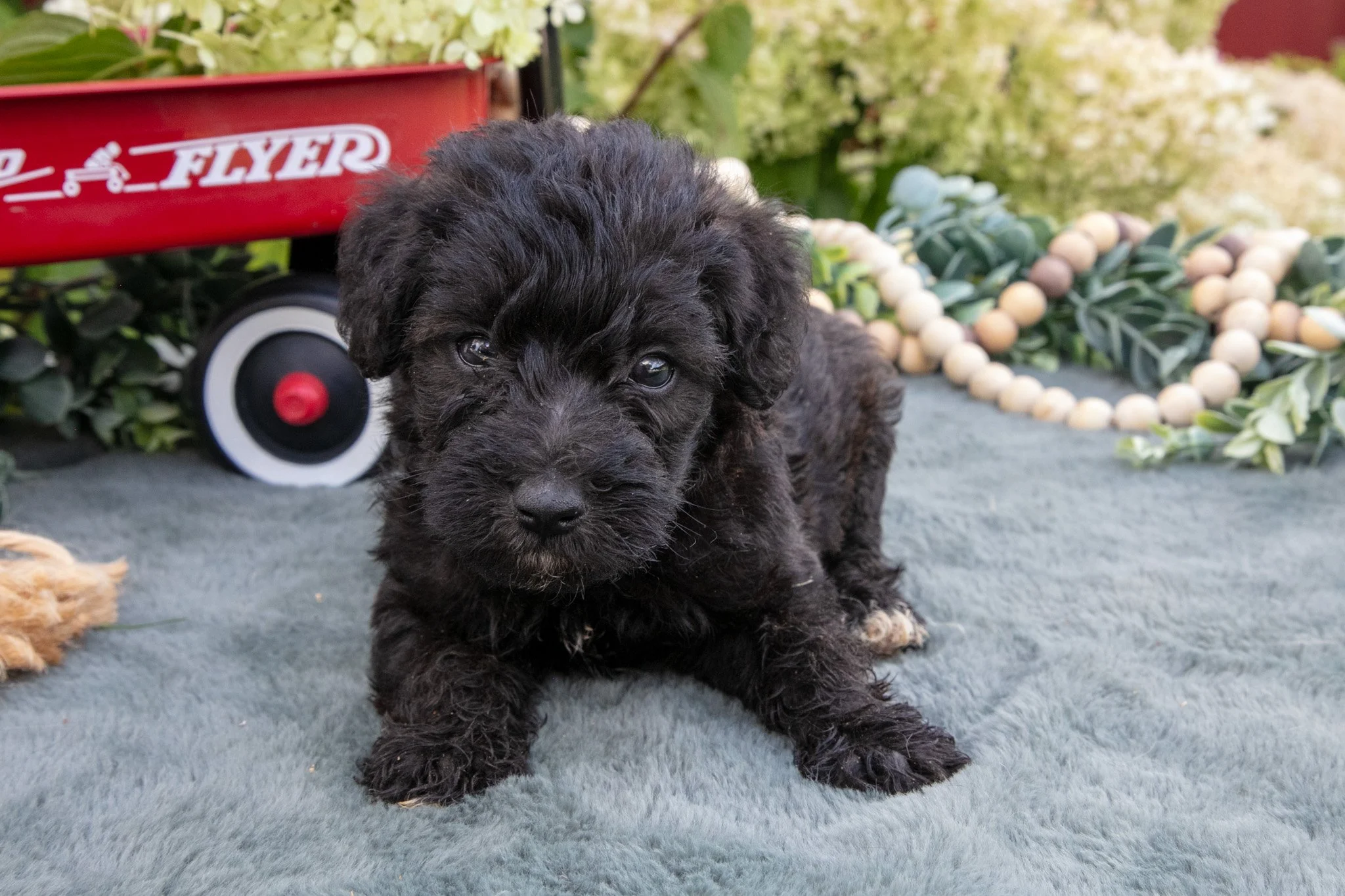 Harlow  - $750