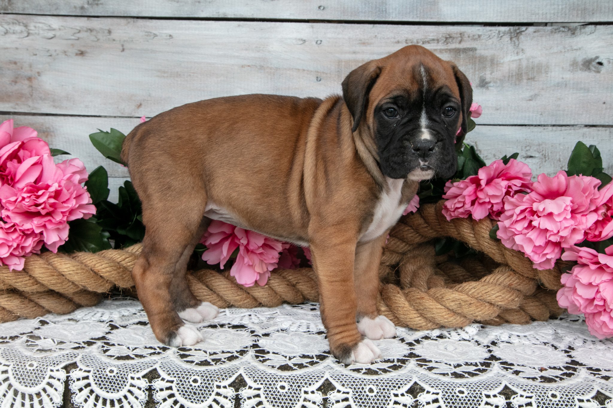 Dixie - Sold