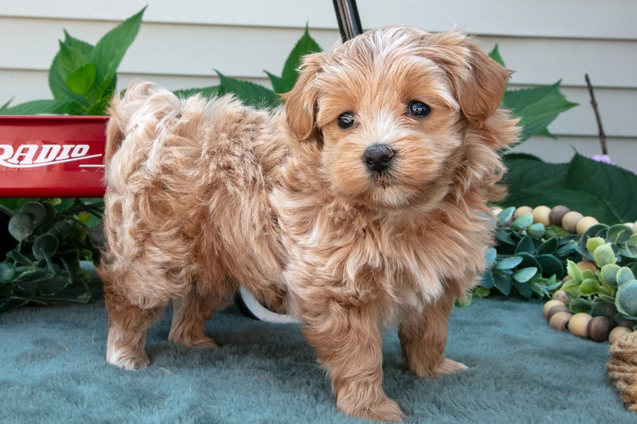 Lucky - Sold