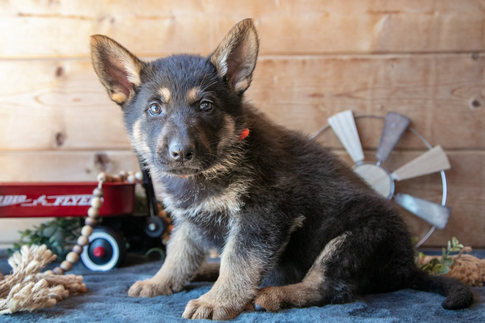 Mischief - $795