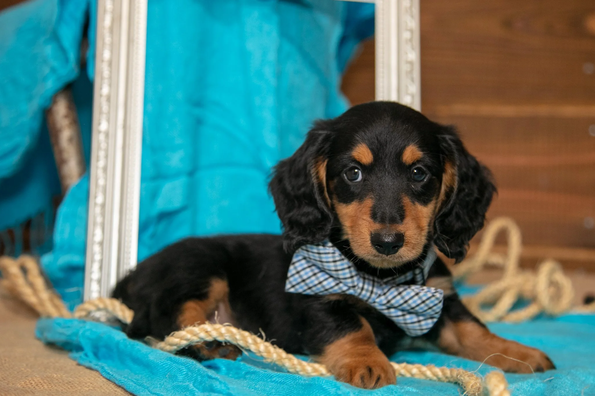 Benjamin - $950