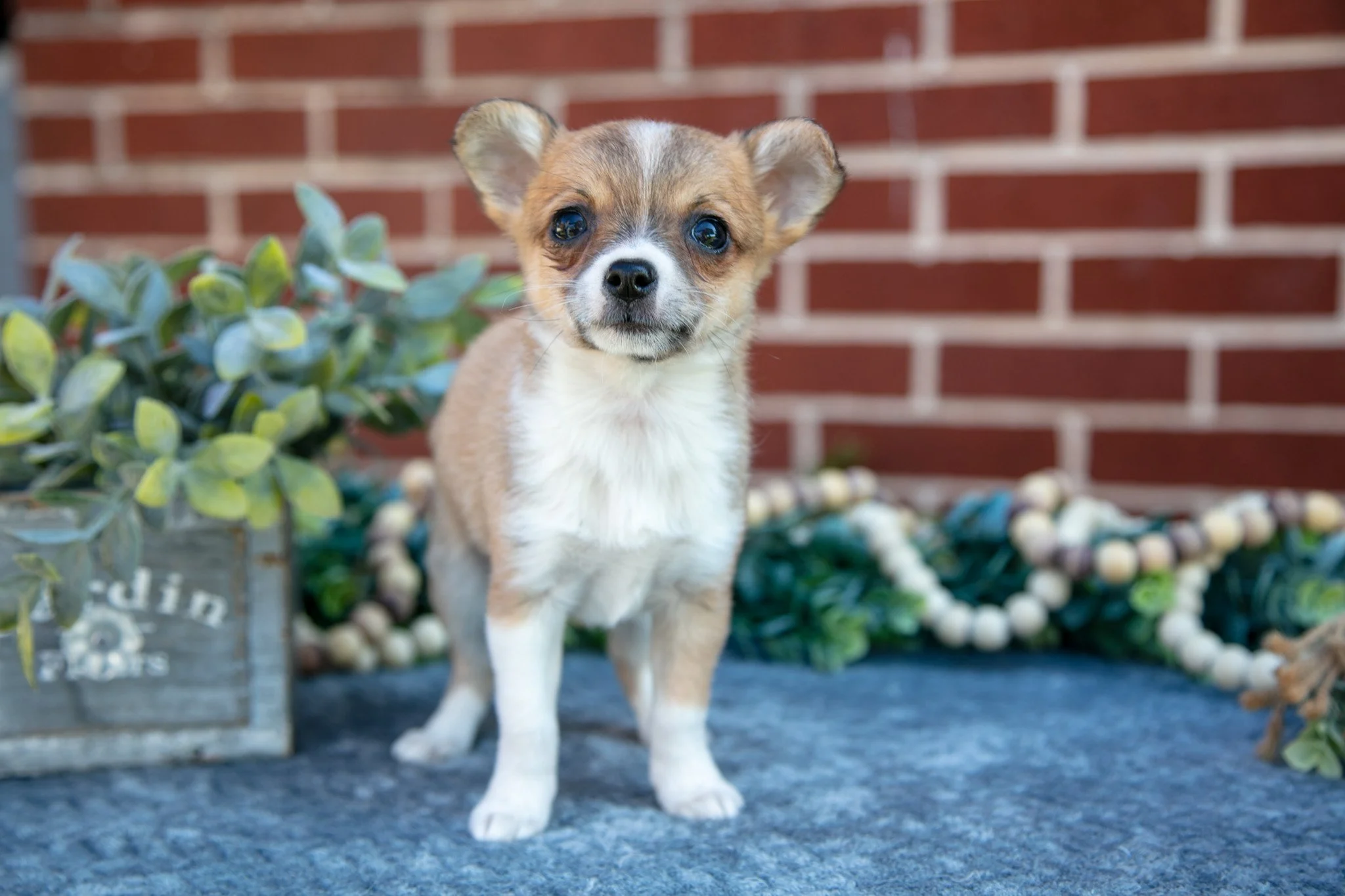 Peanut Butter - $1,050