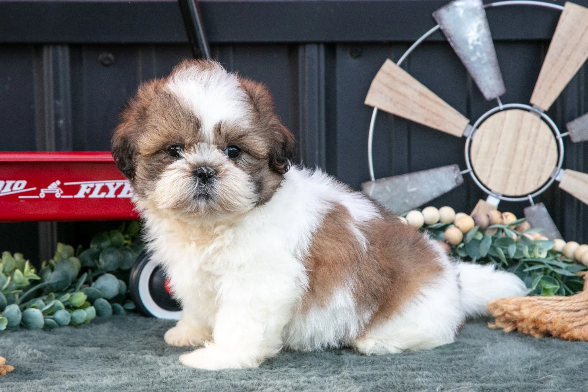 Cody - $800