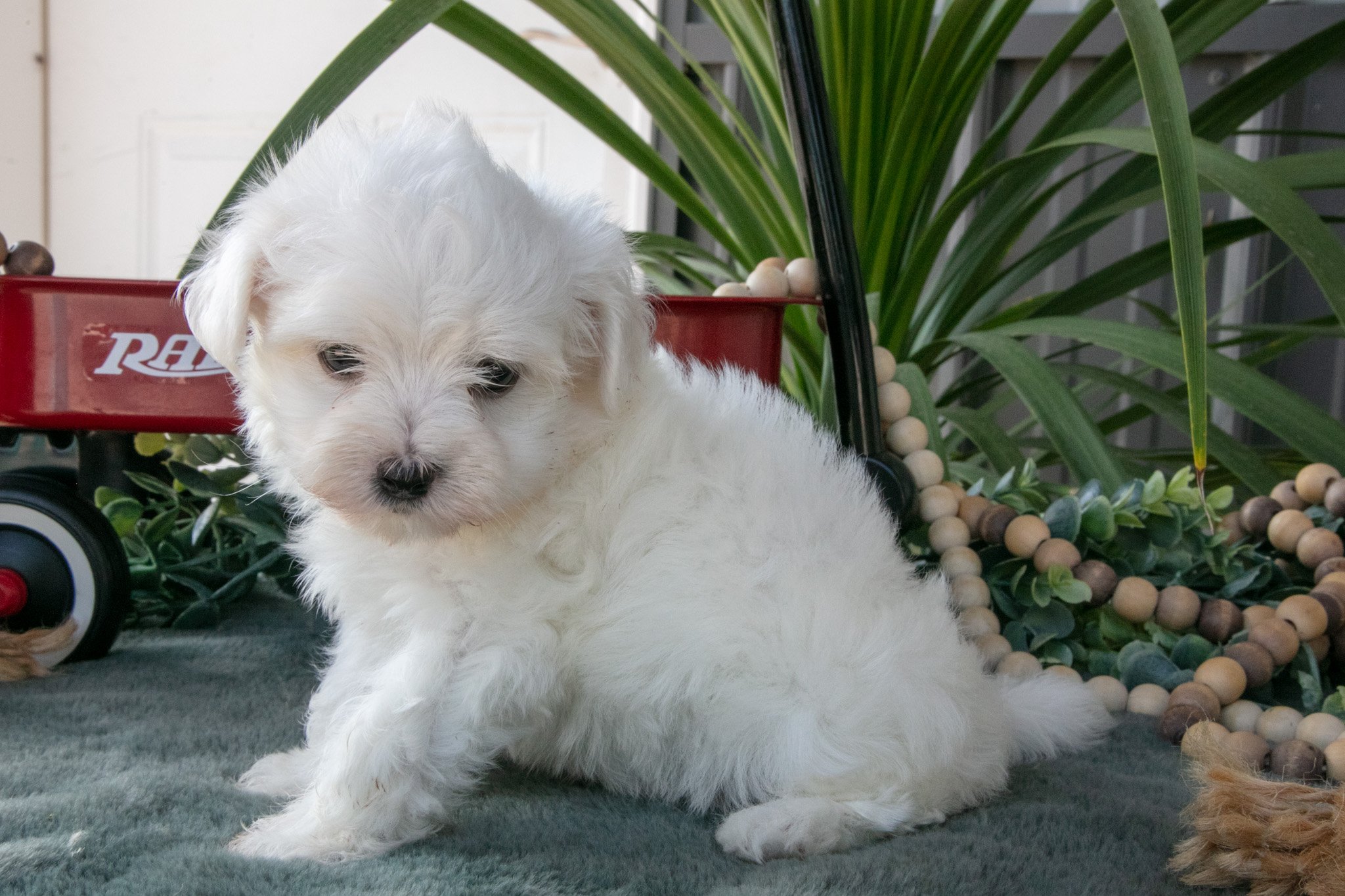 Snowball - $795