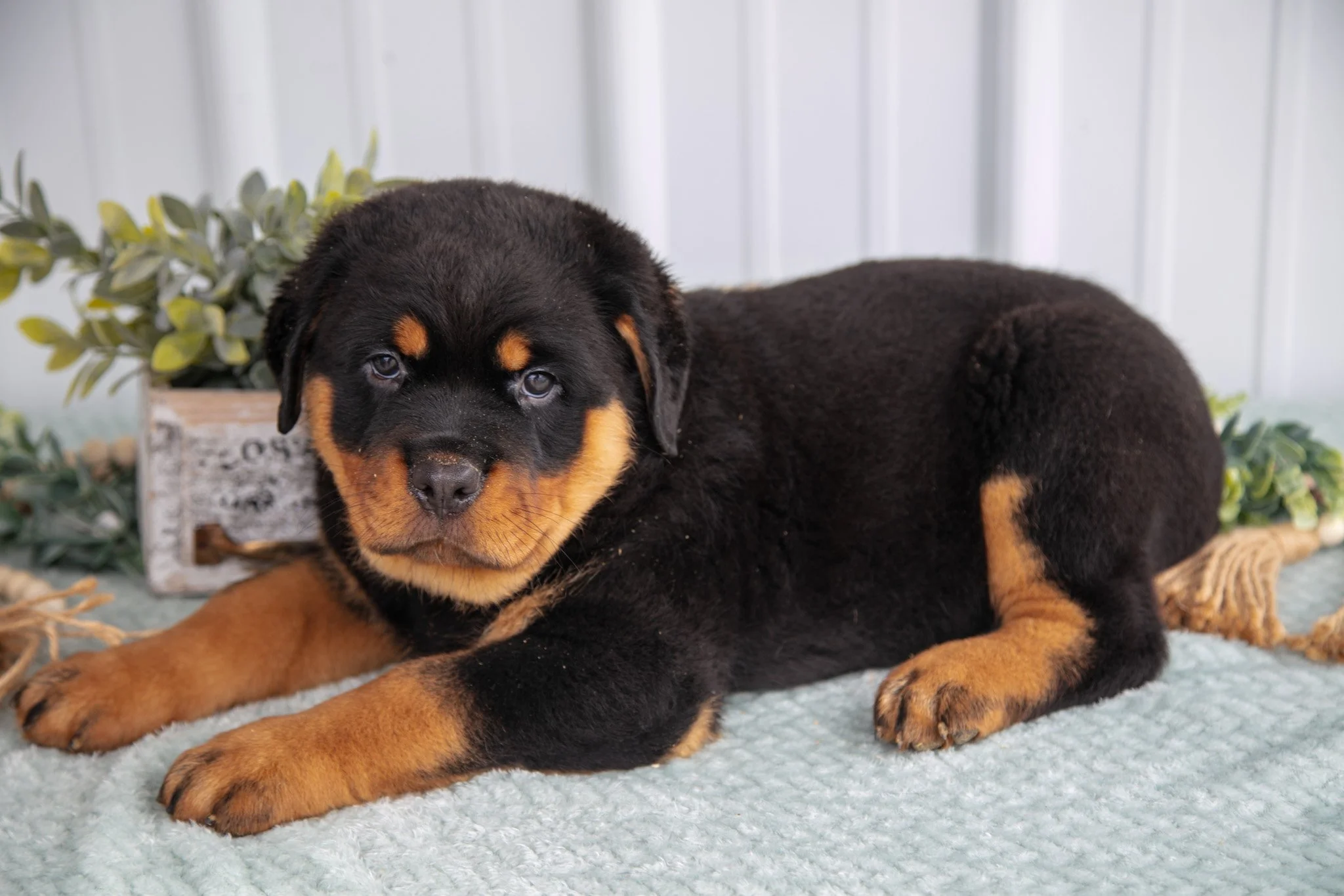 Diesel - Sold