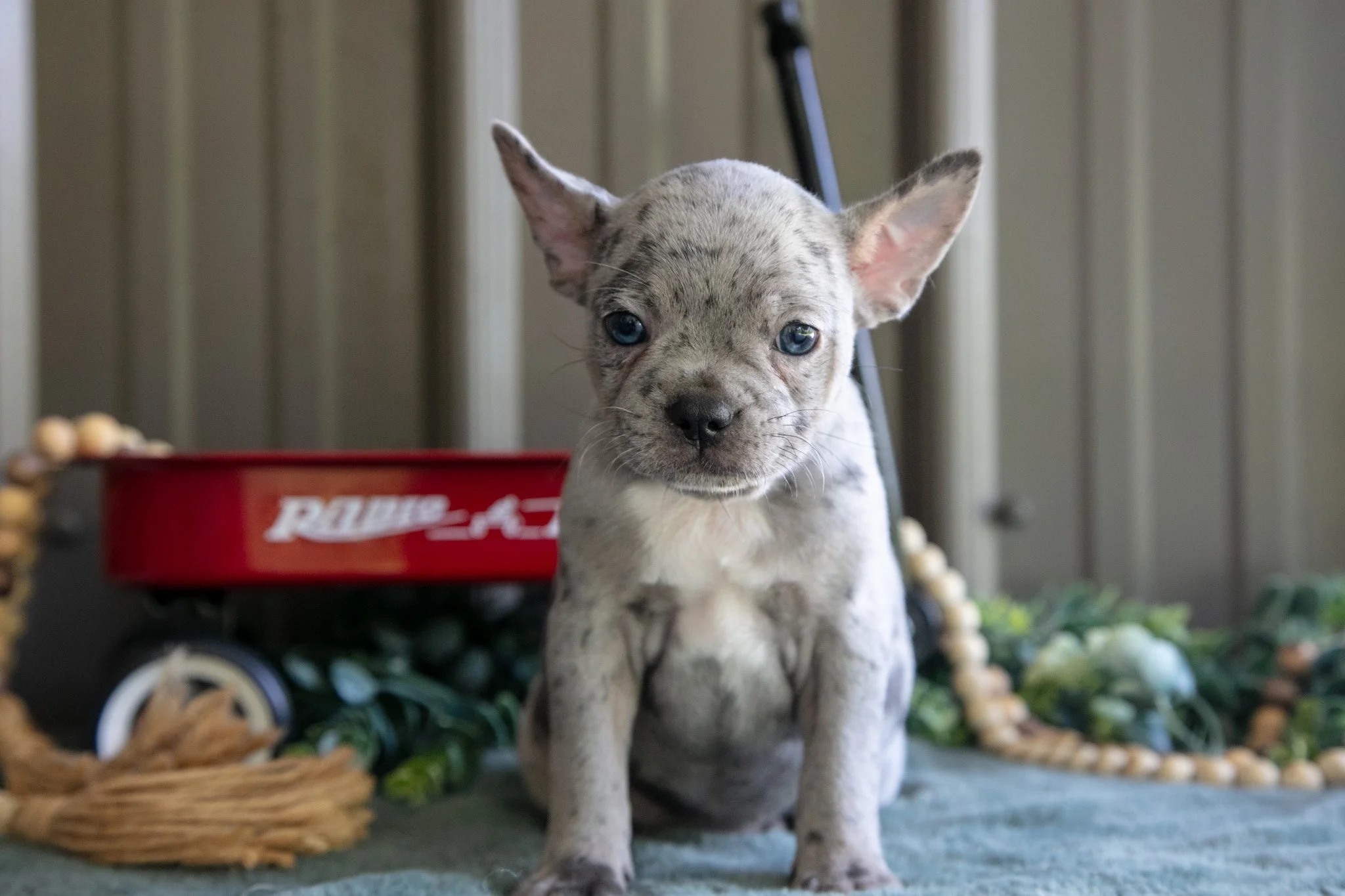 Bonnie - $750