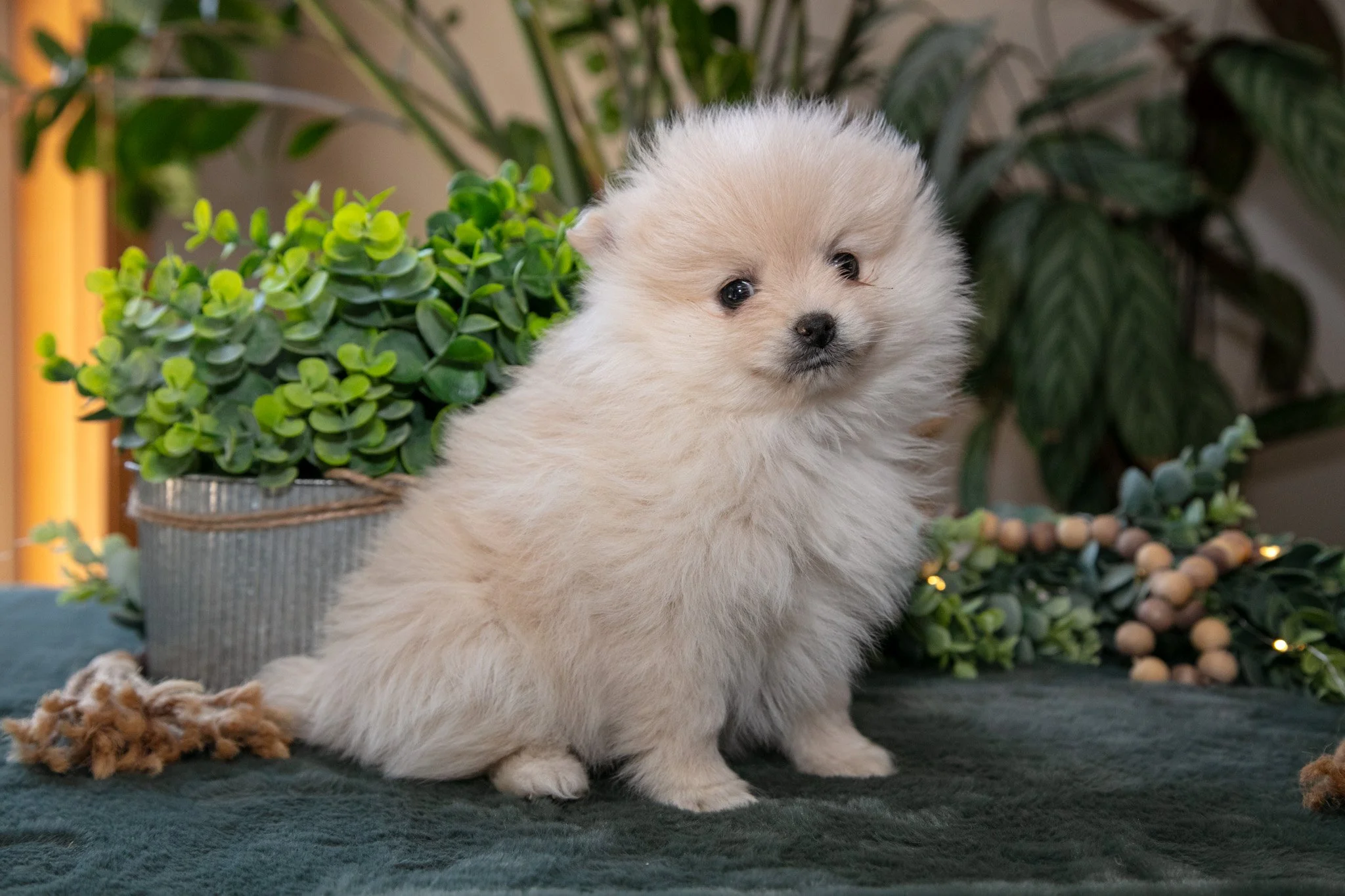 Sawyer - $1,200