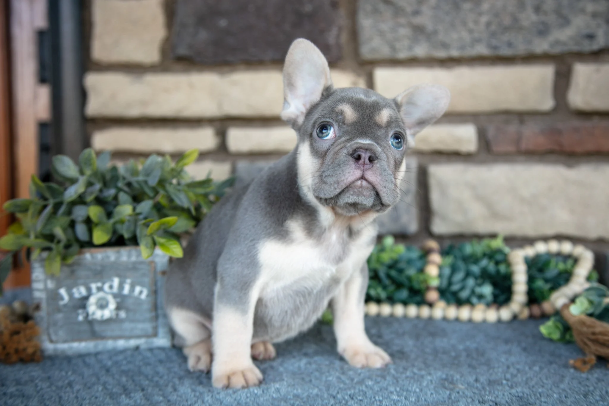 Reign - $3,000