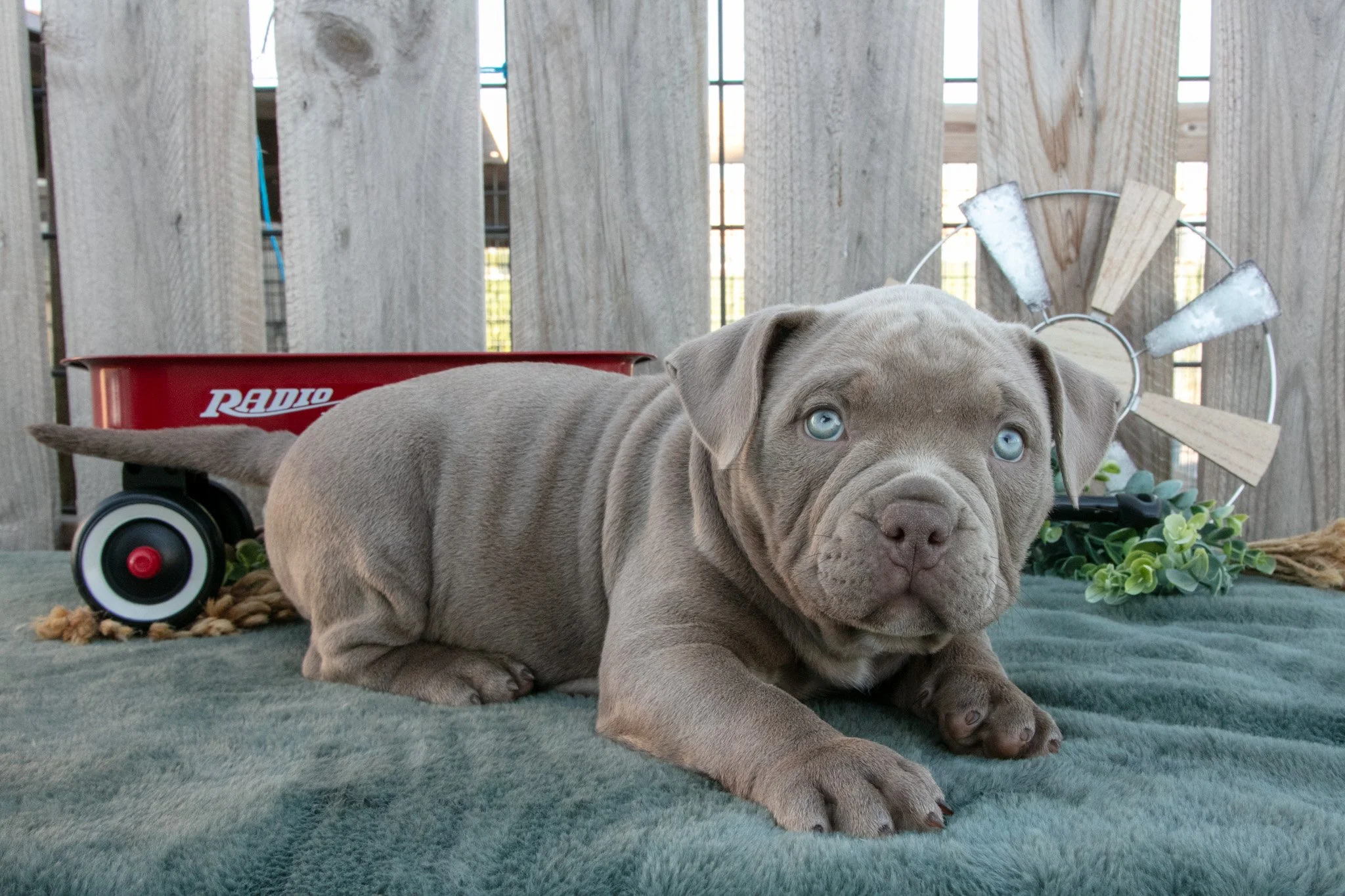 Ella - $1,650