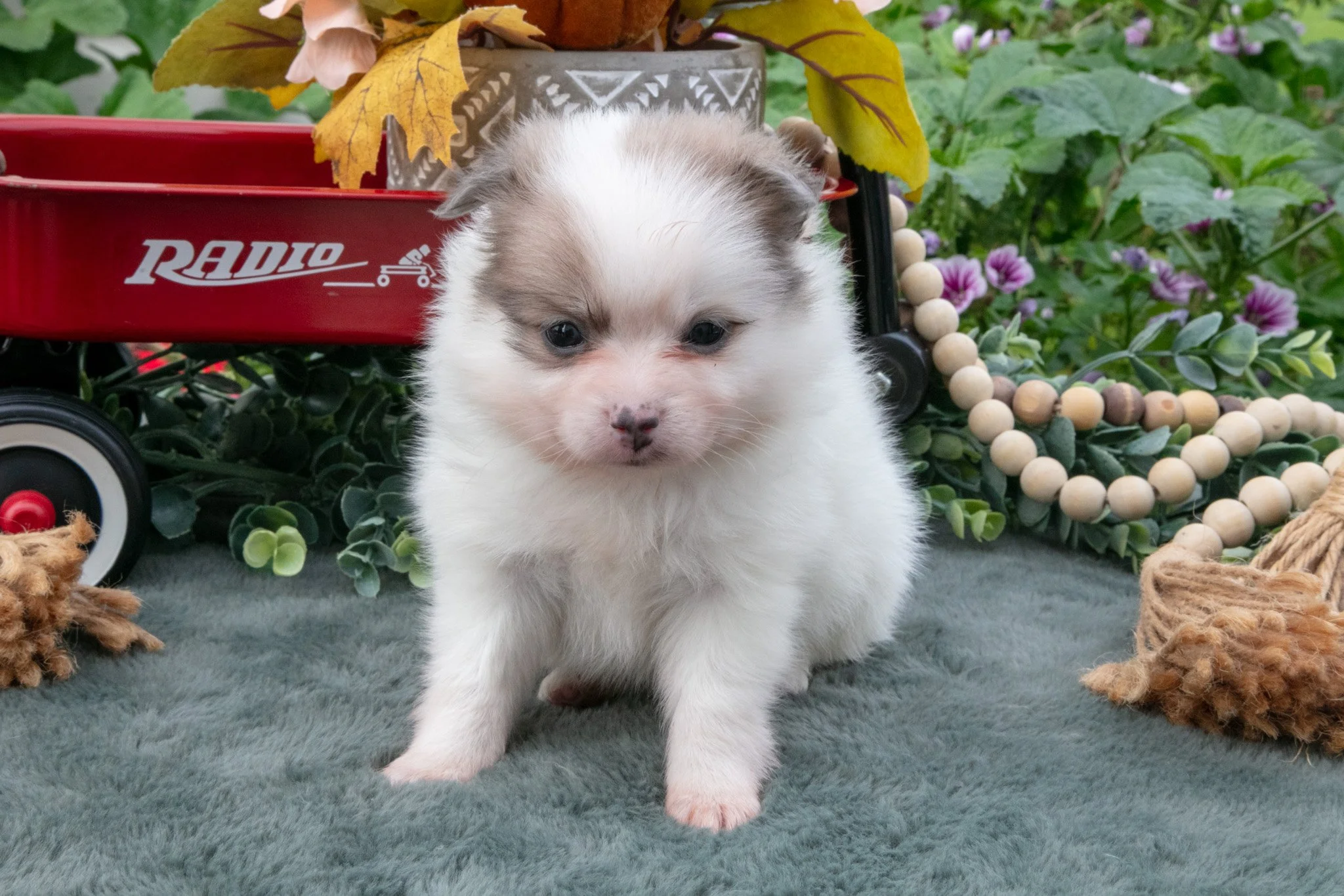 Sadie - $900
