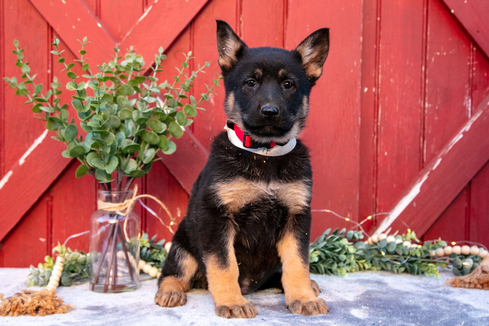 Addie - $650