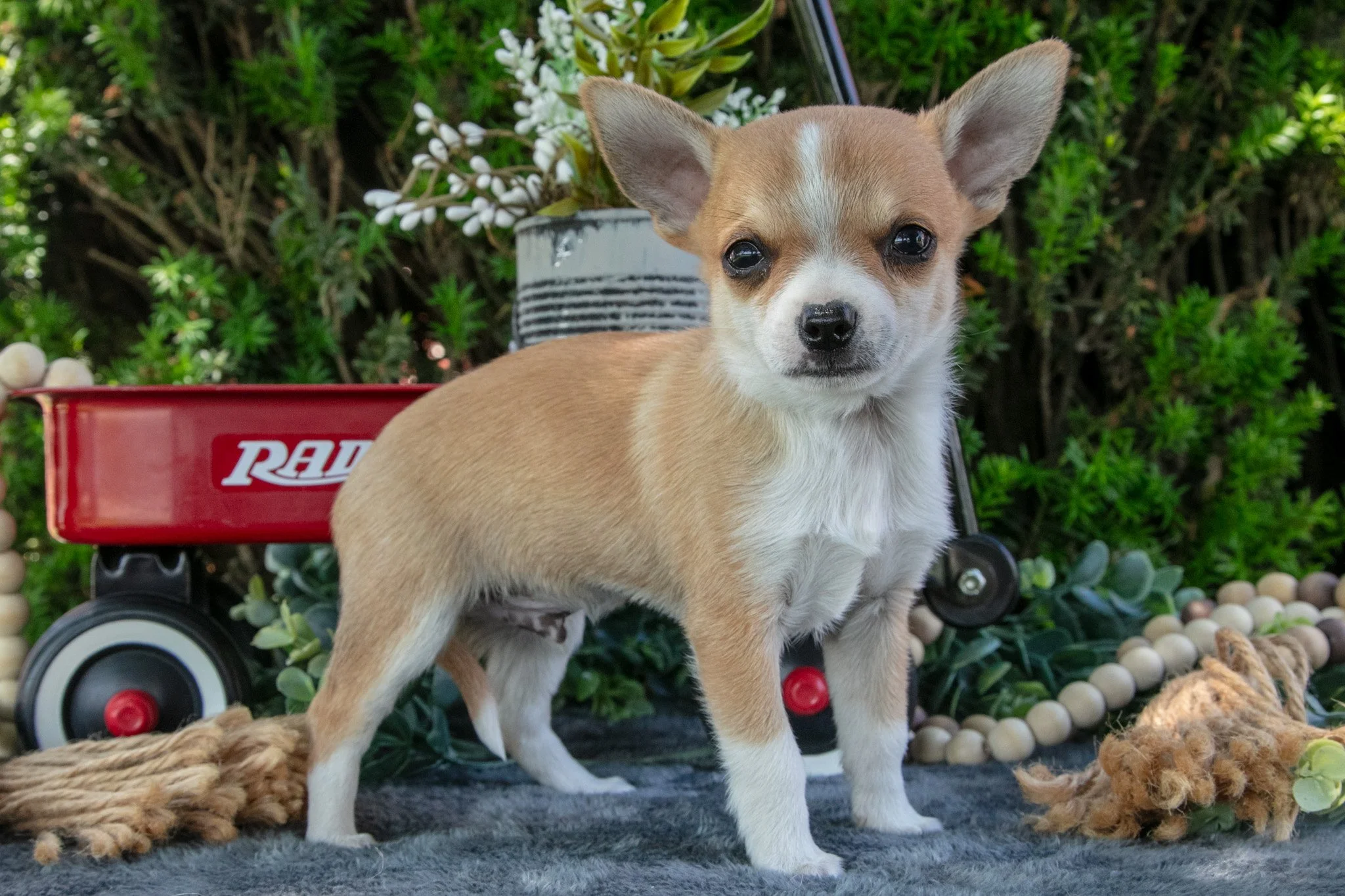 Pablo - $900
