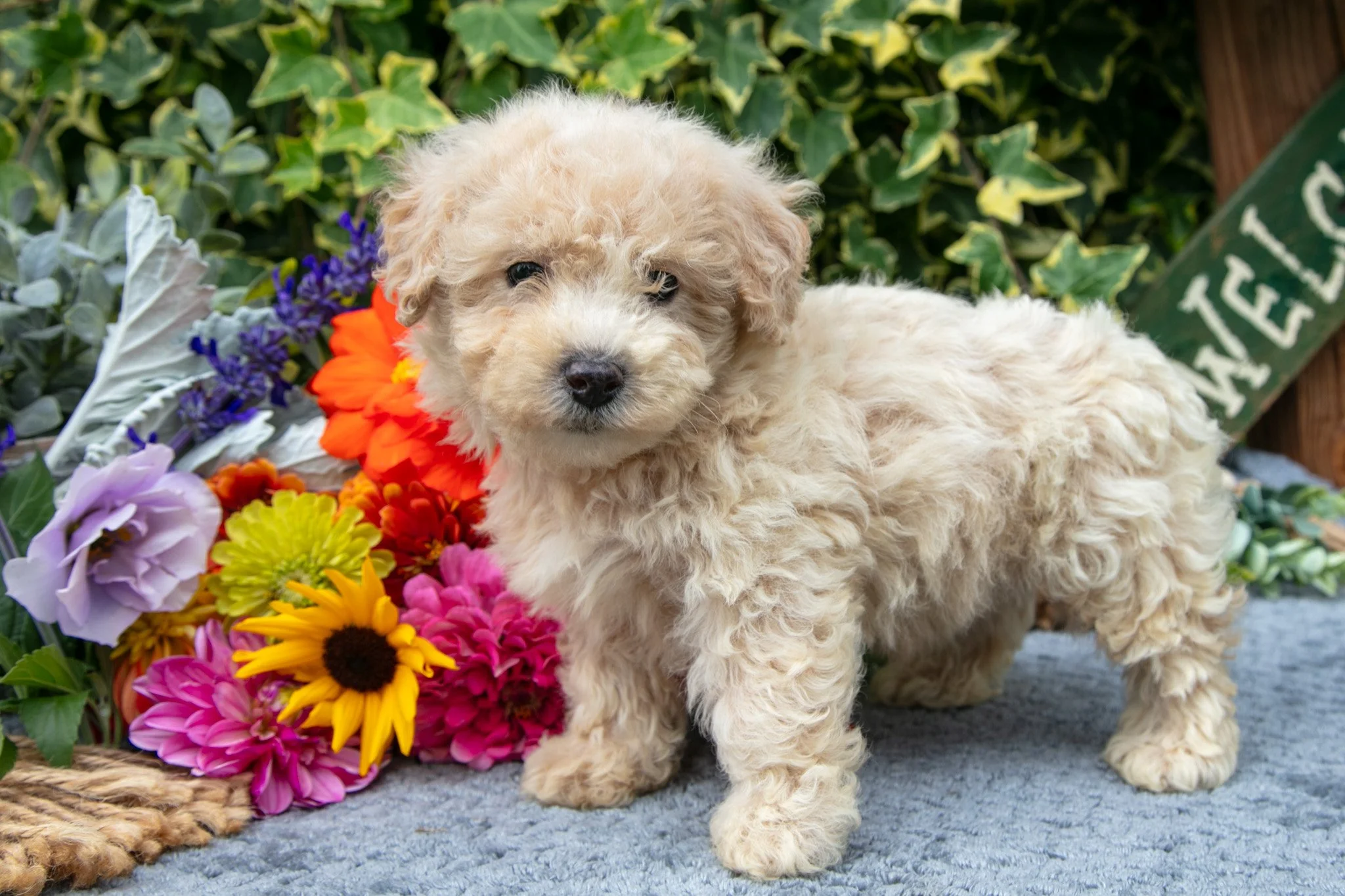 Randy - $675