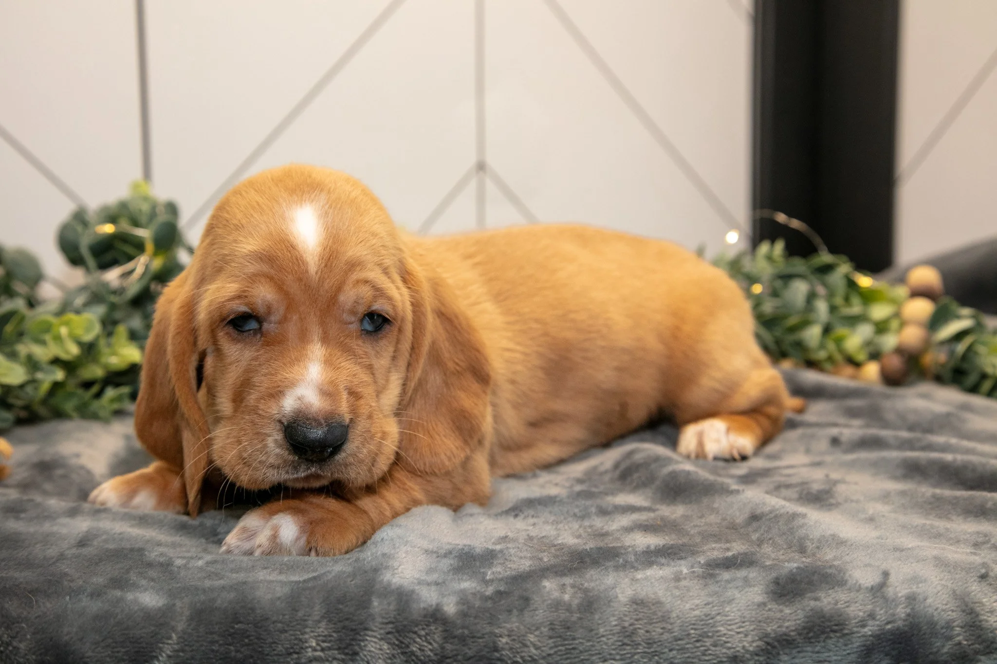 Diesel - $1,200