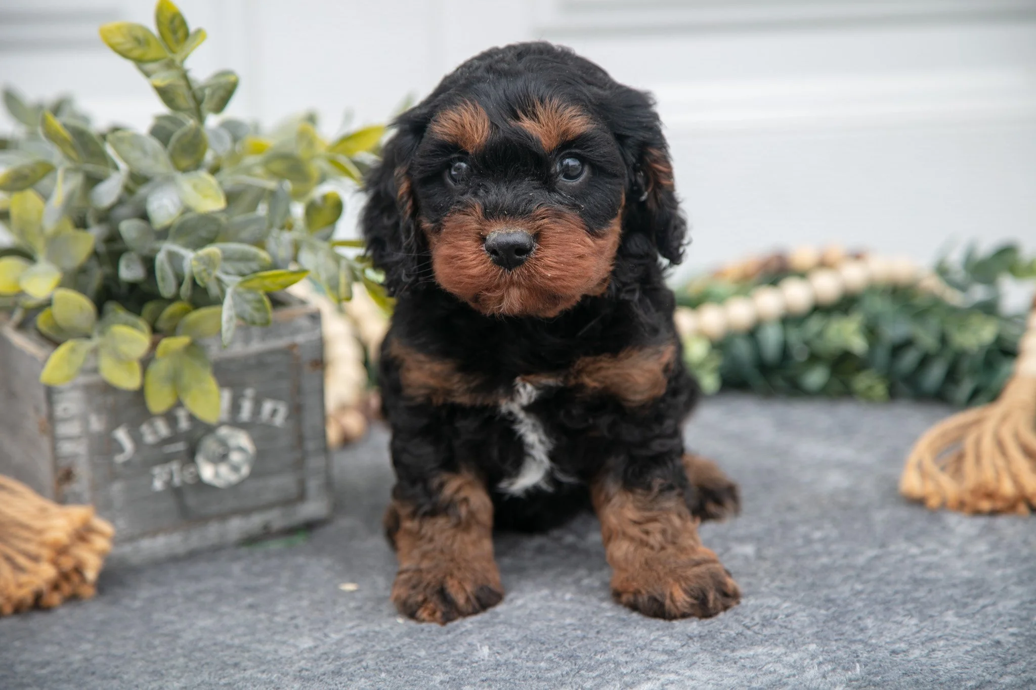 Finn - Sold