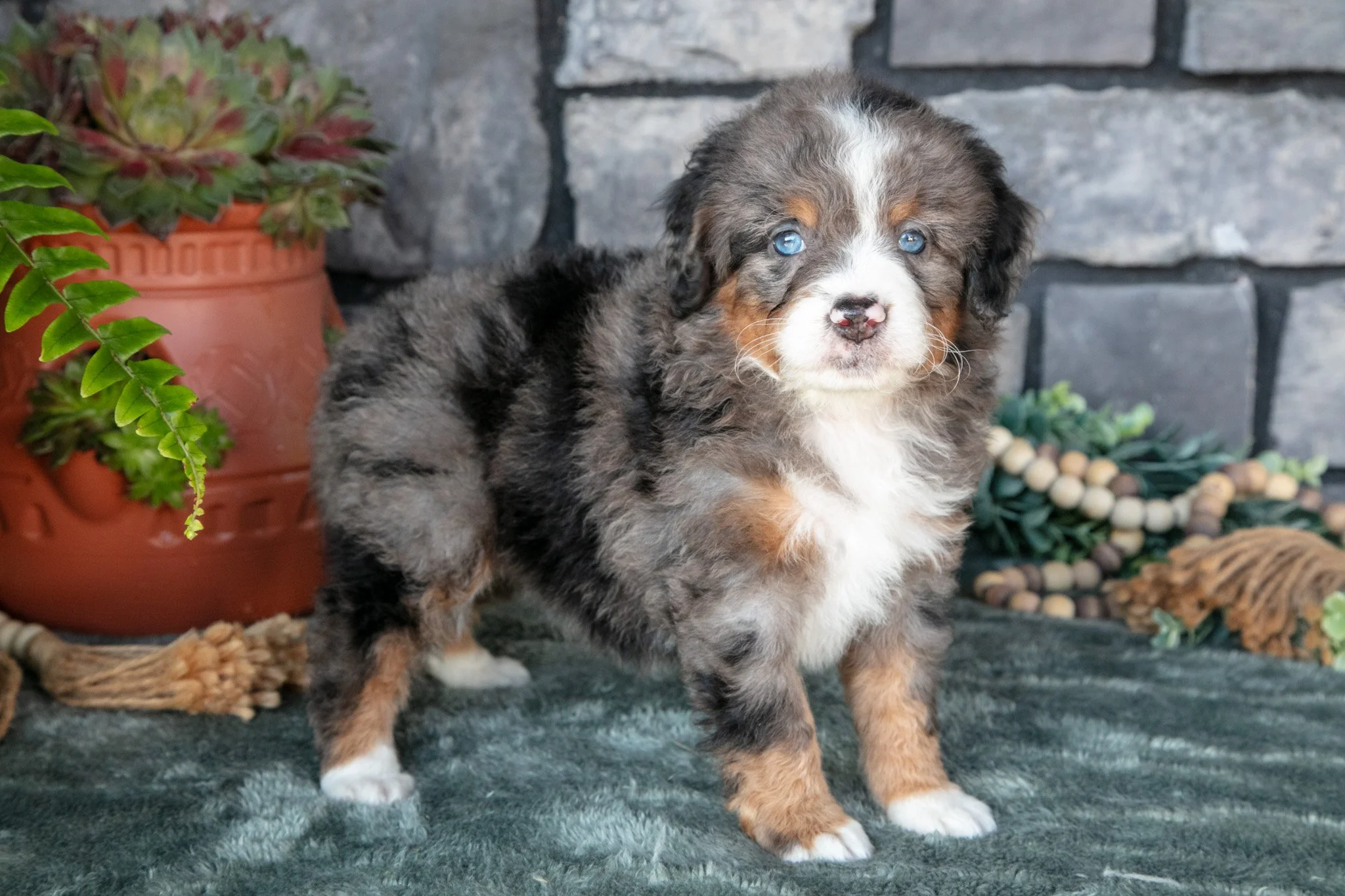 Frances - $1,300