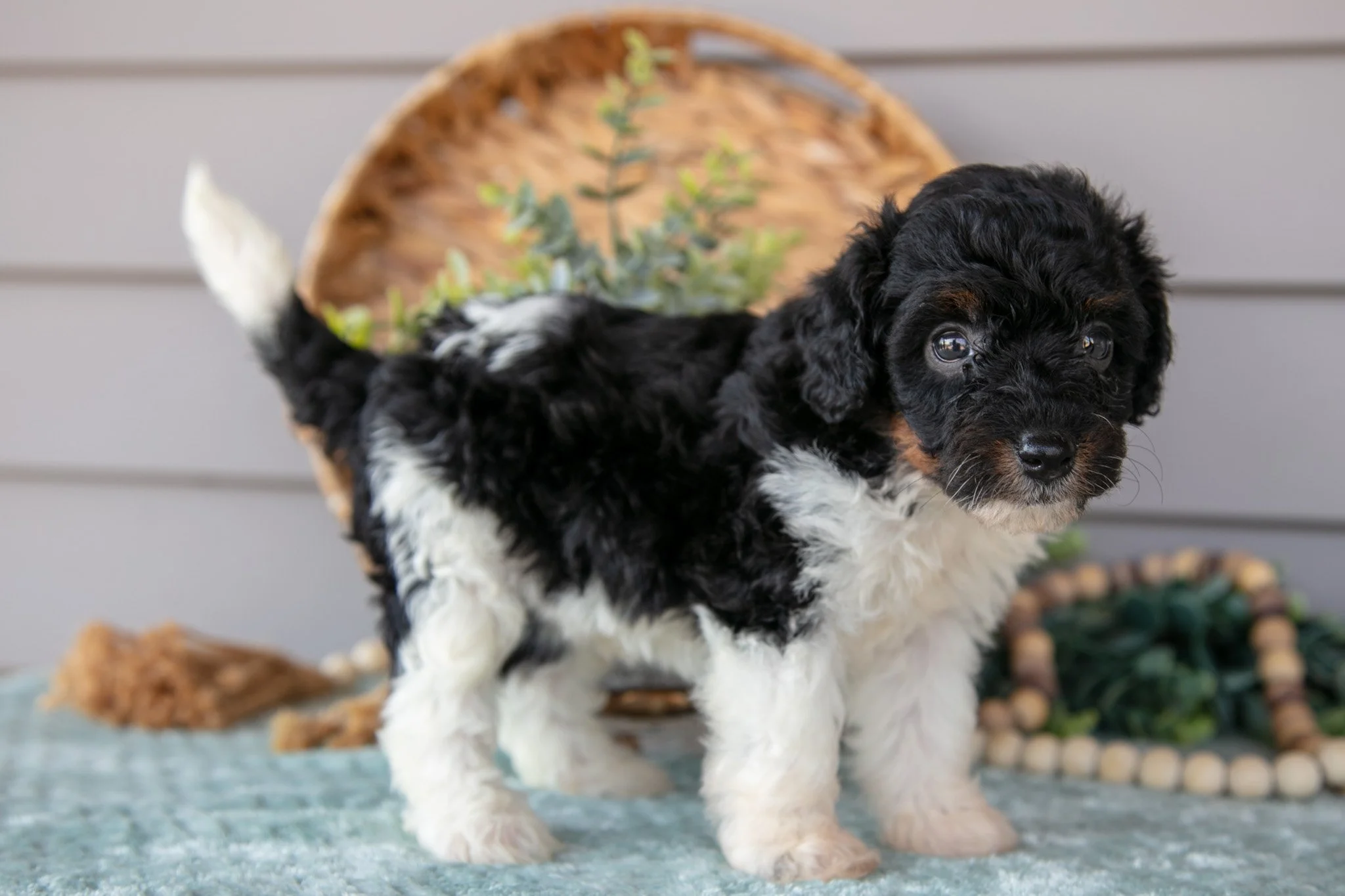 Teagan - $595