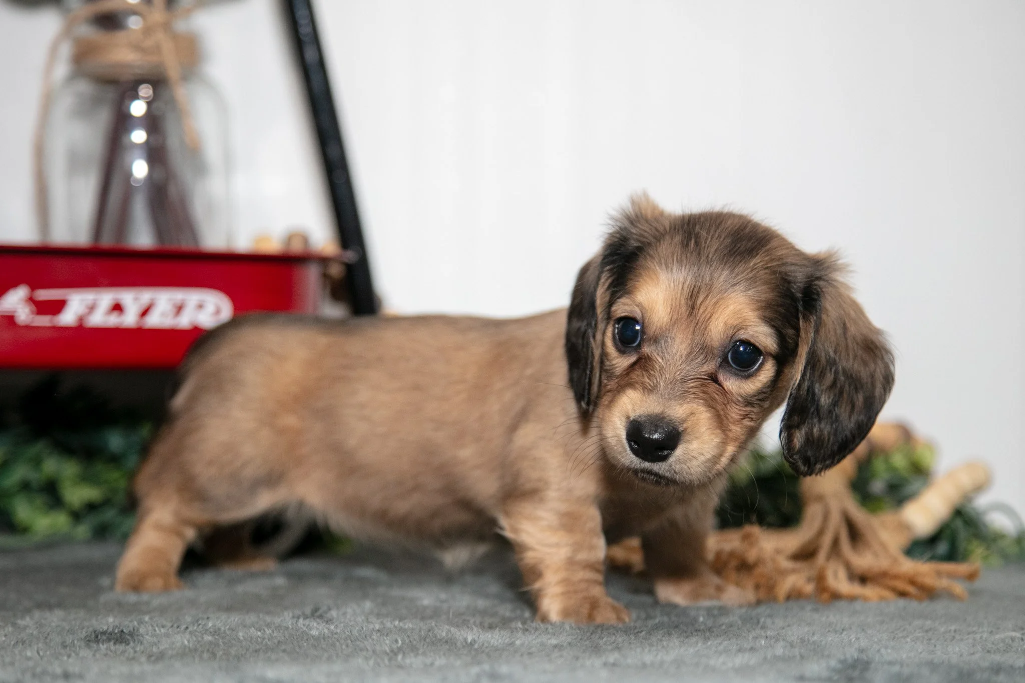 Penny - Sold