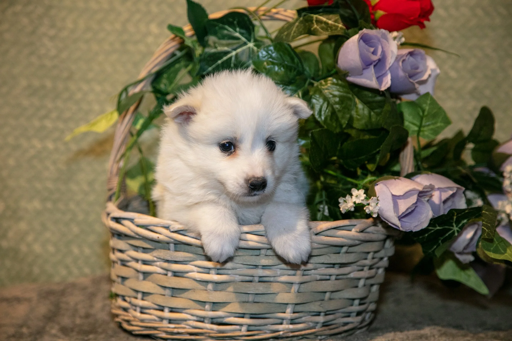 Popcorn - $650