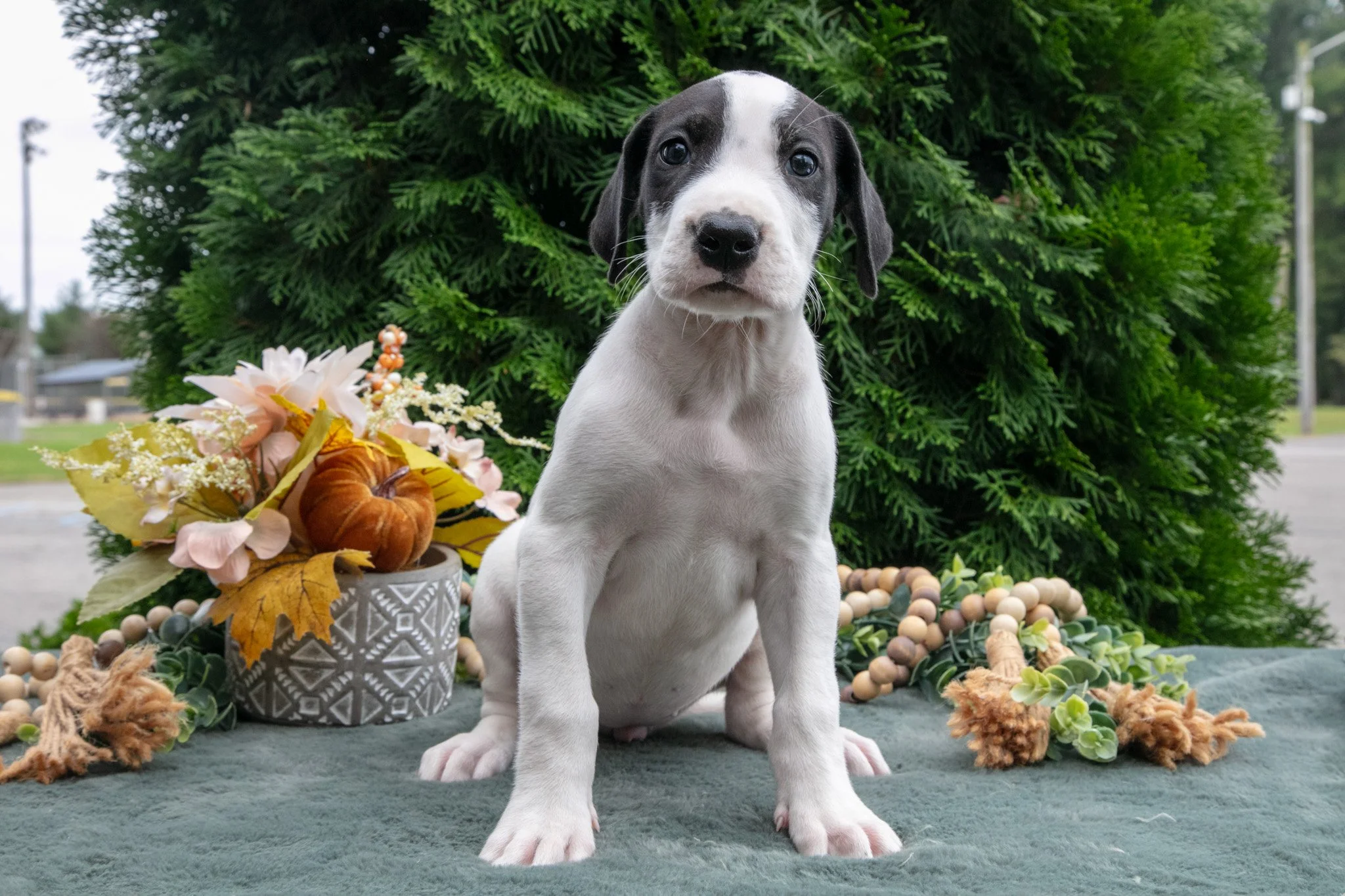 Sheba - $1,200