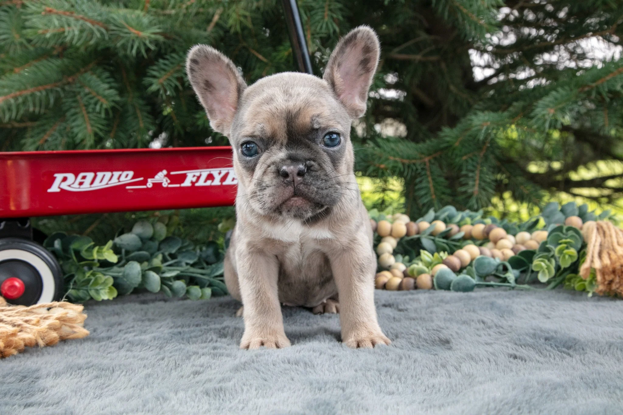 Frida  - $1,500