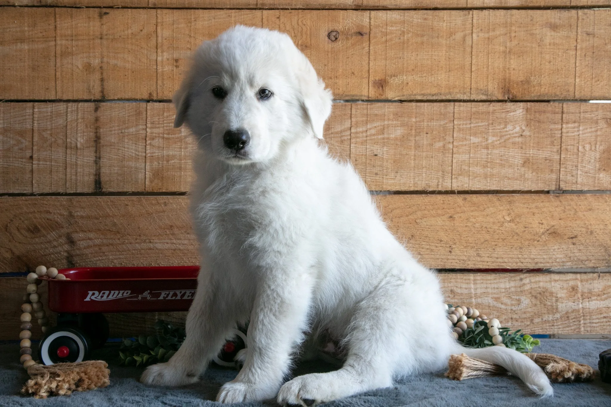 Bluey - $600