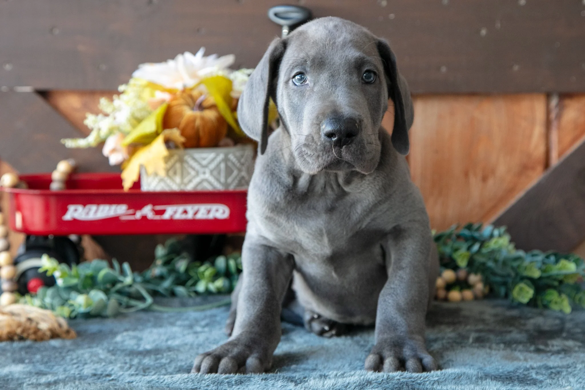 Banjo - $900