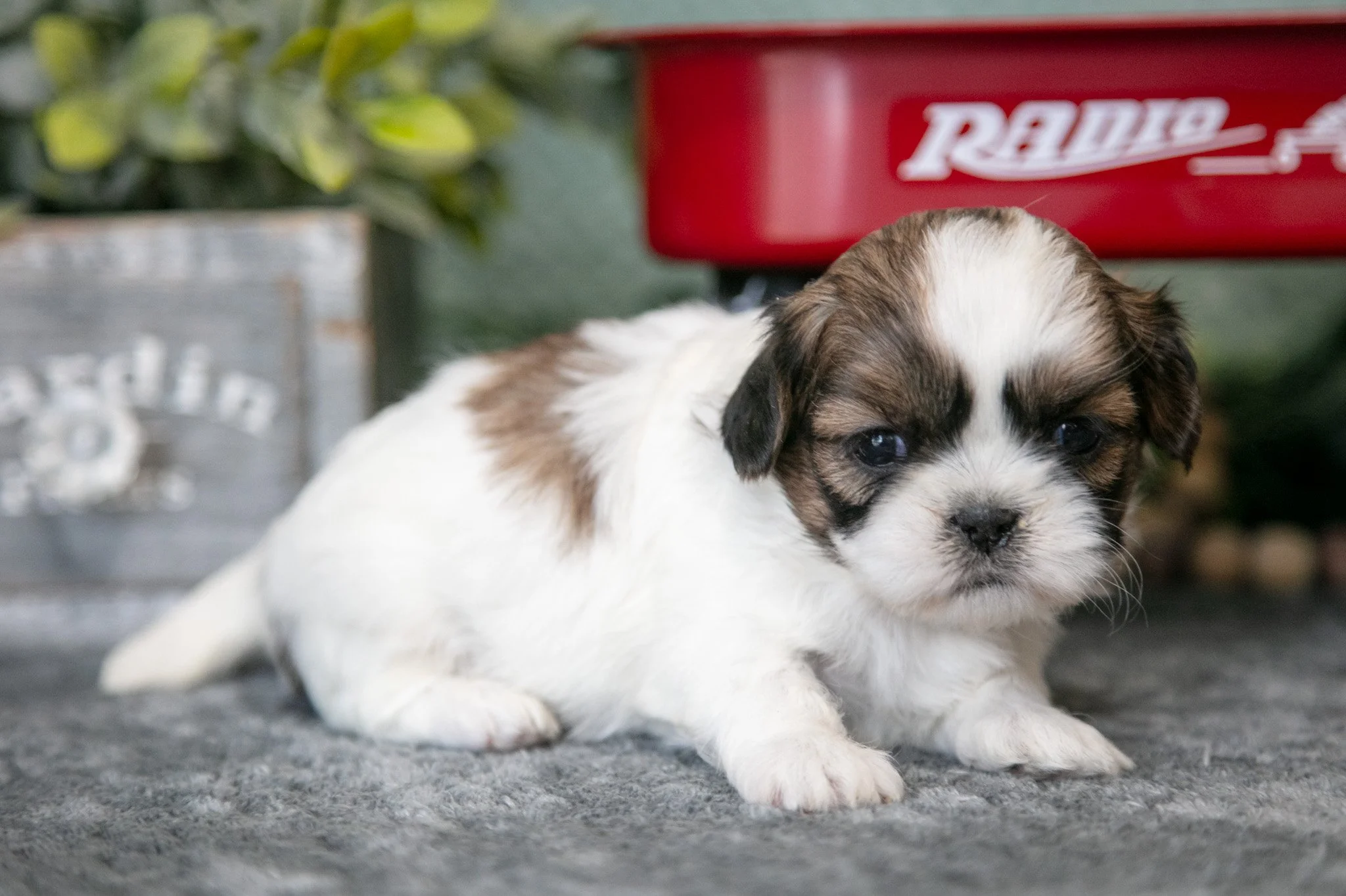 Rosie - $750