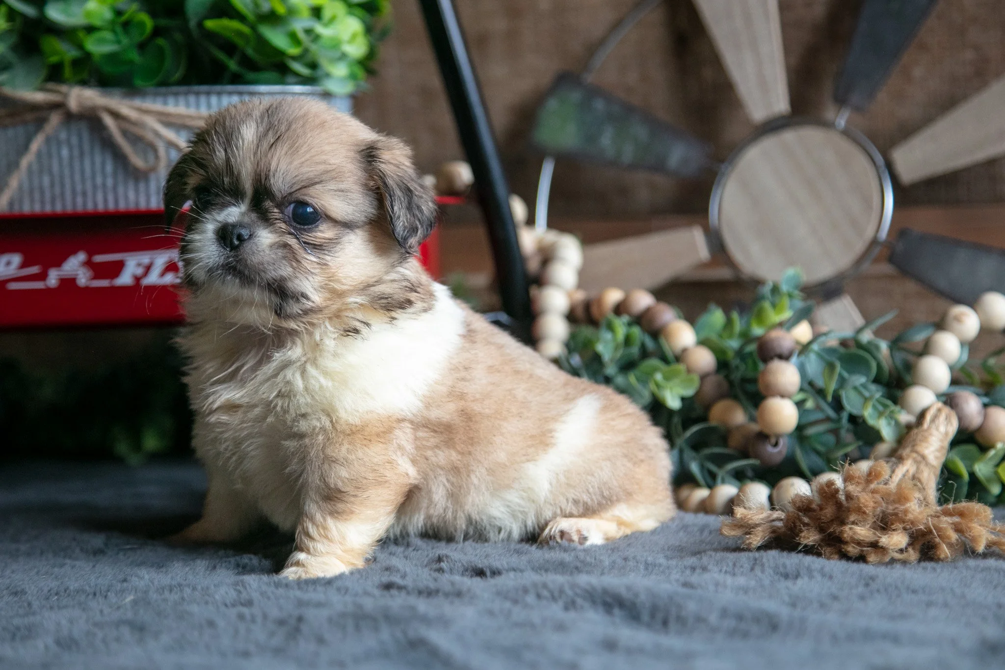 Sheila - $1,400
