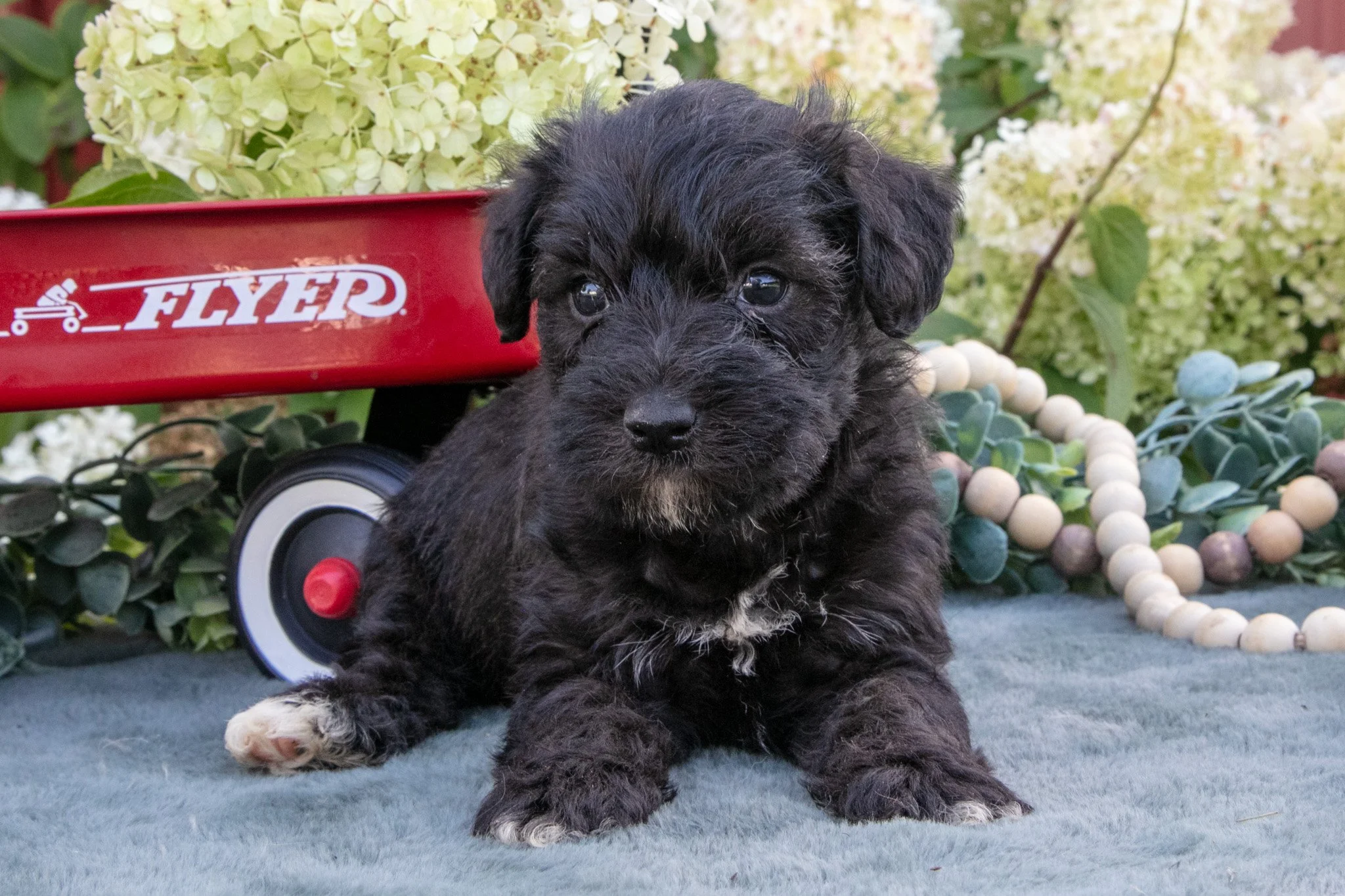 Hayden - $750