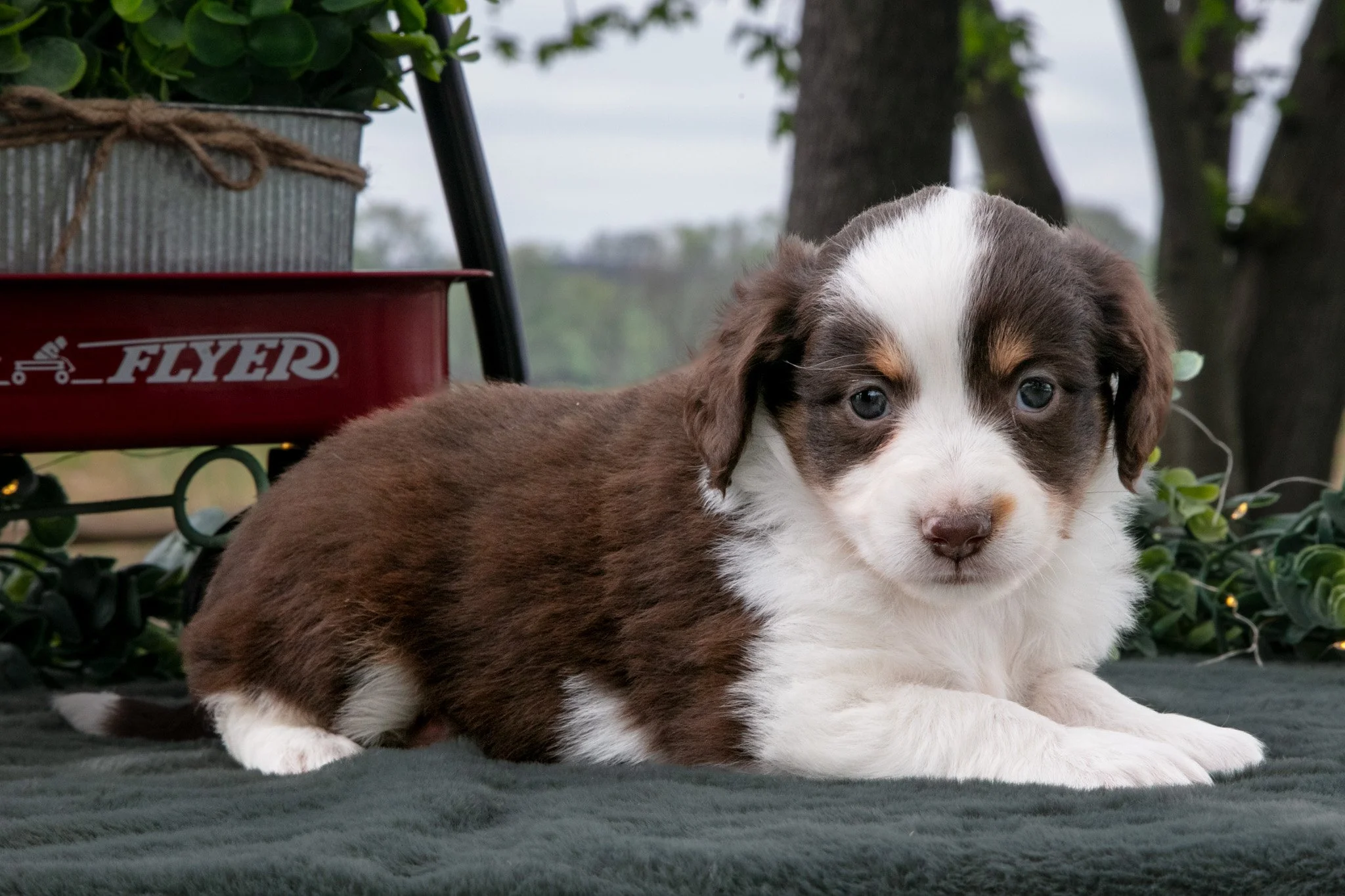 Cuddles - $750