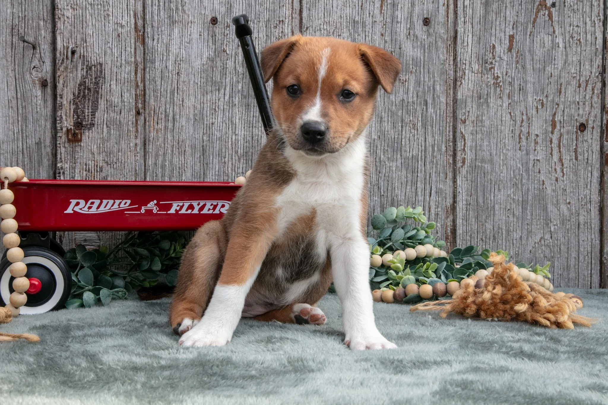Skye - $550