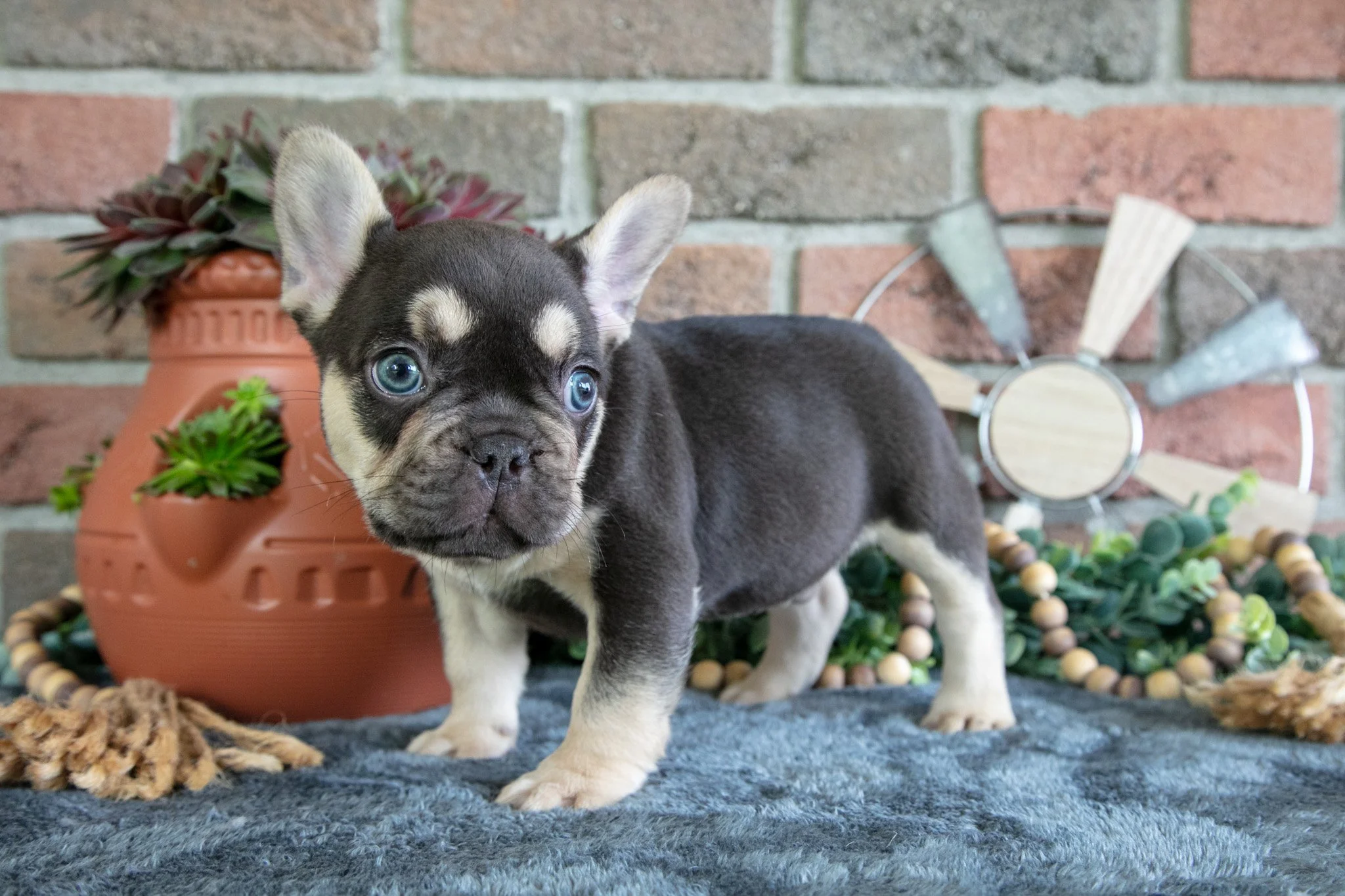 Mochi - $1,695