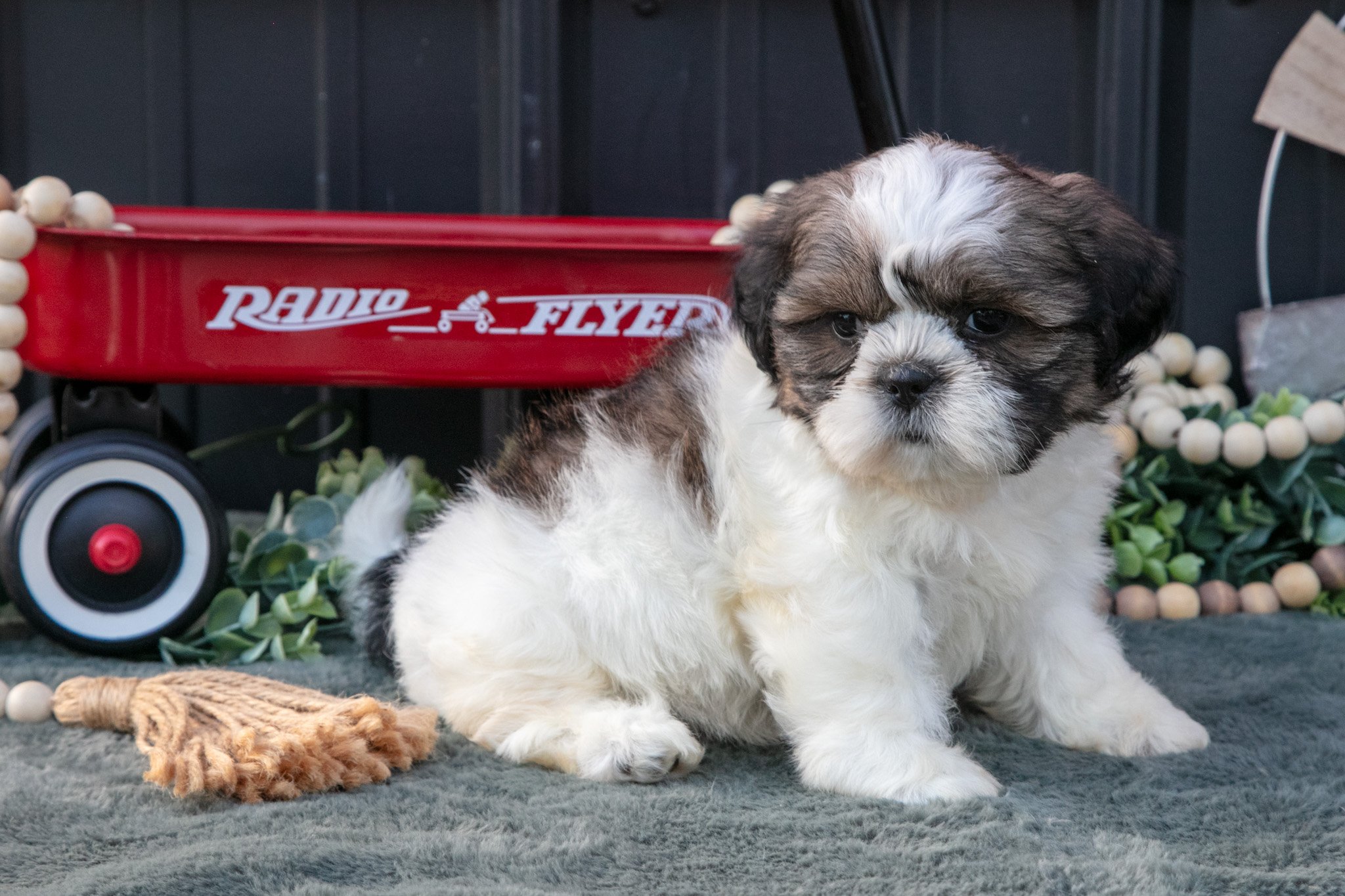 Mallory - $800