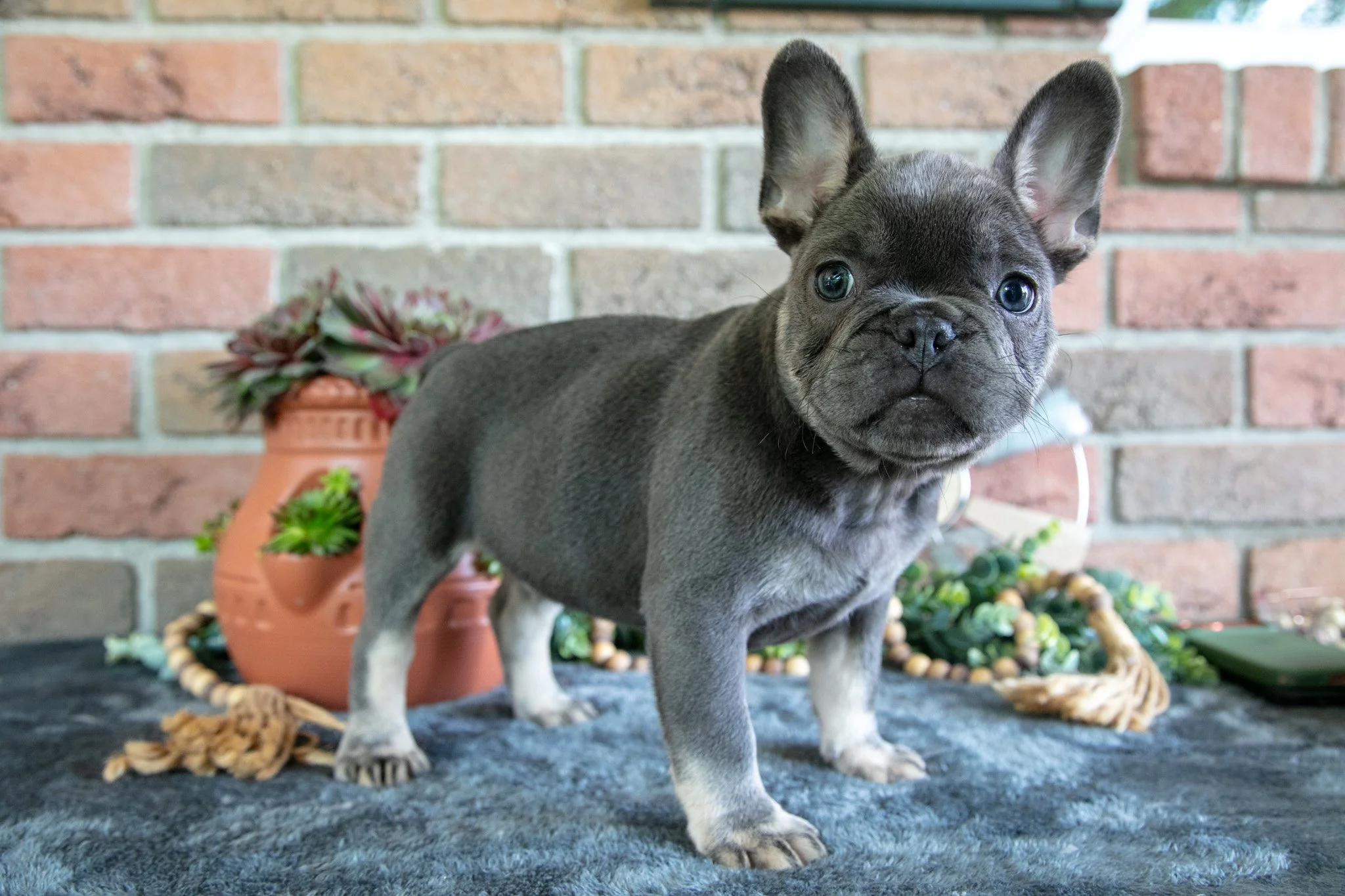 Eddy - $1,695