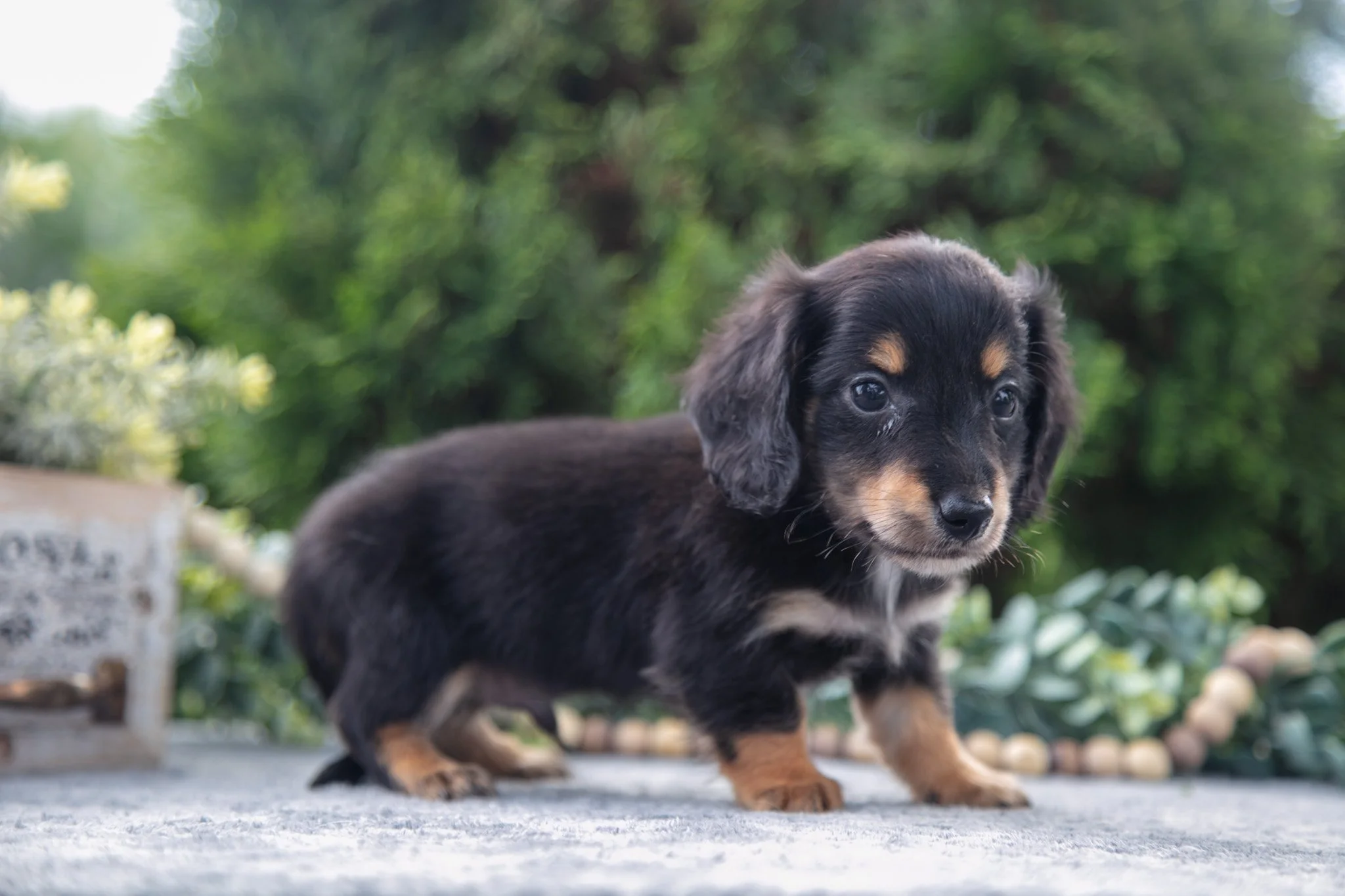 Tucker - $1000