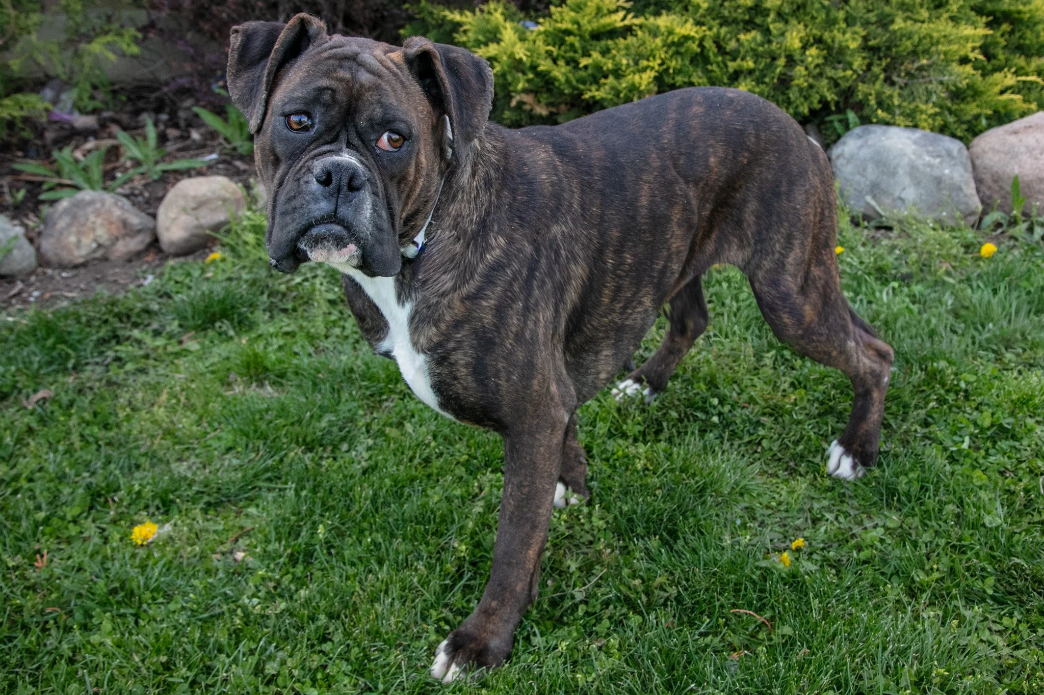 Molly - $450