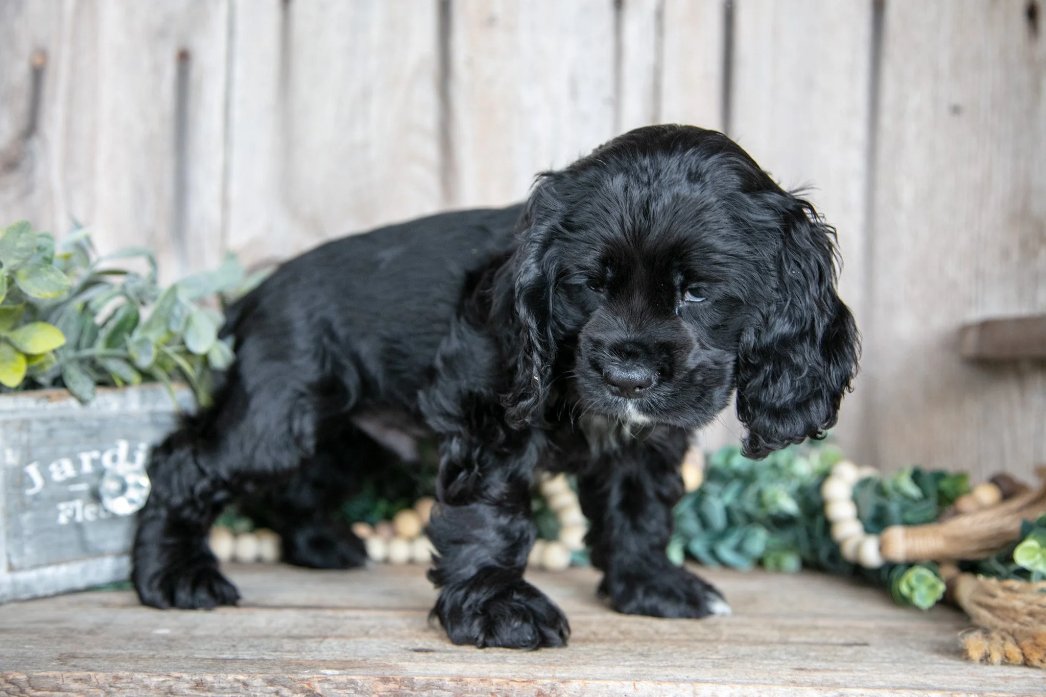 Duke - $500