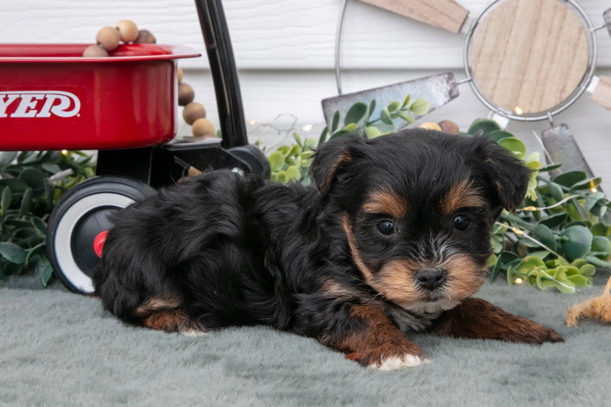 Tootsie - $700