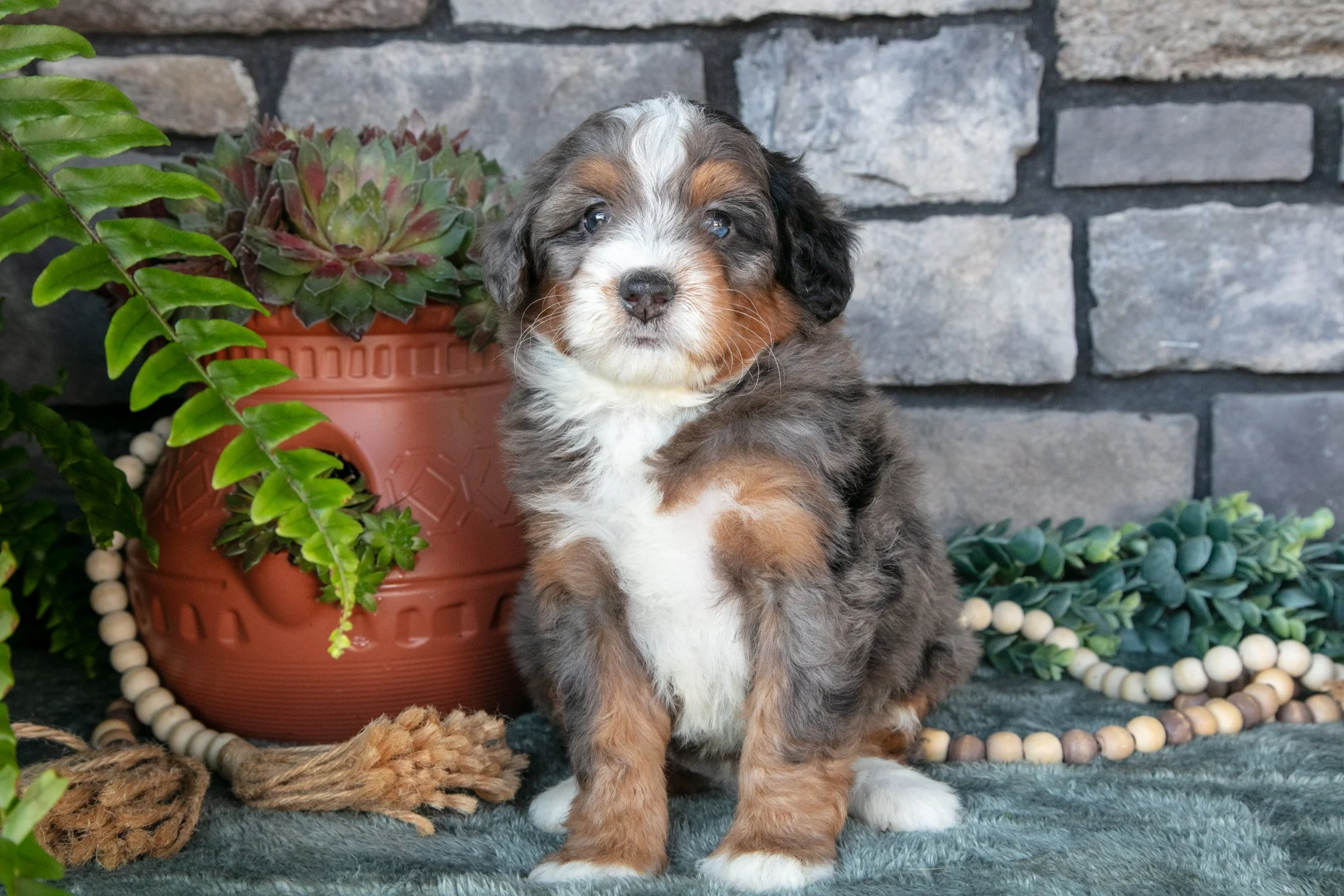 Felix - $1,300