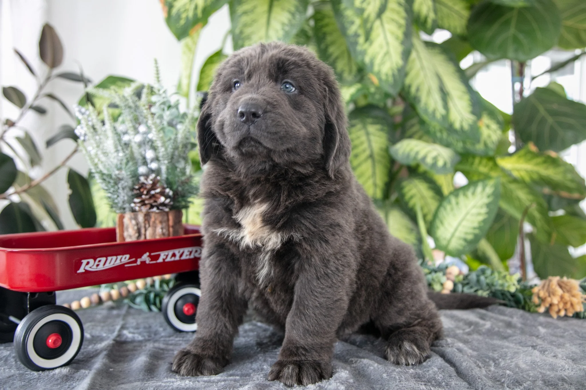 Sally - $1500