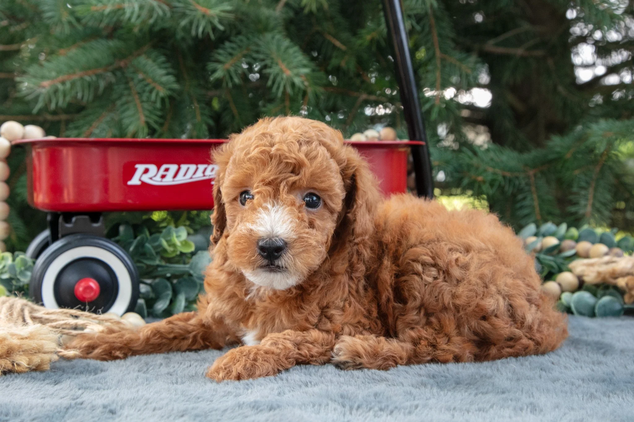 Rambo - $795