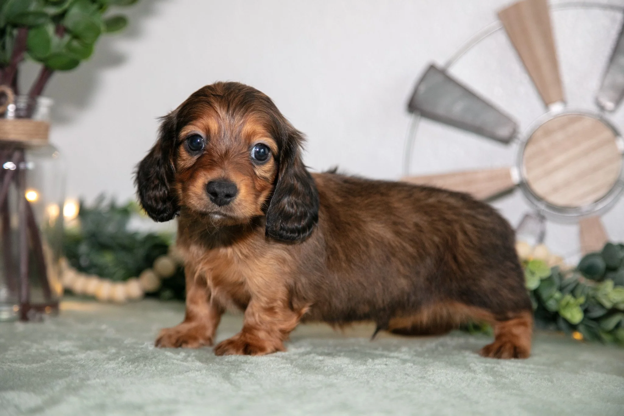 Howie - $800