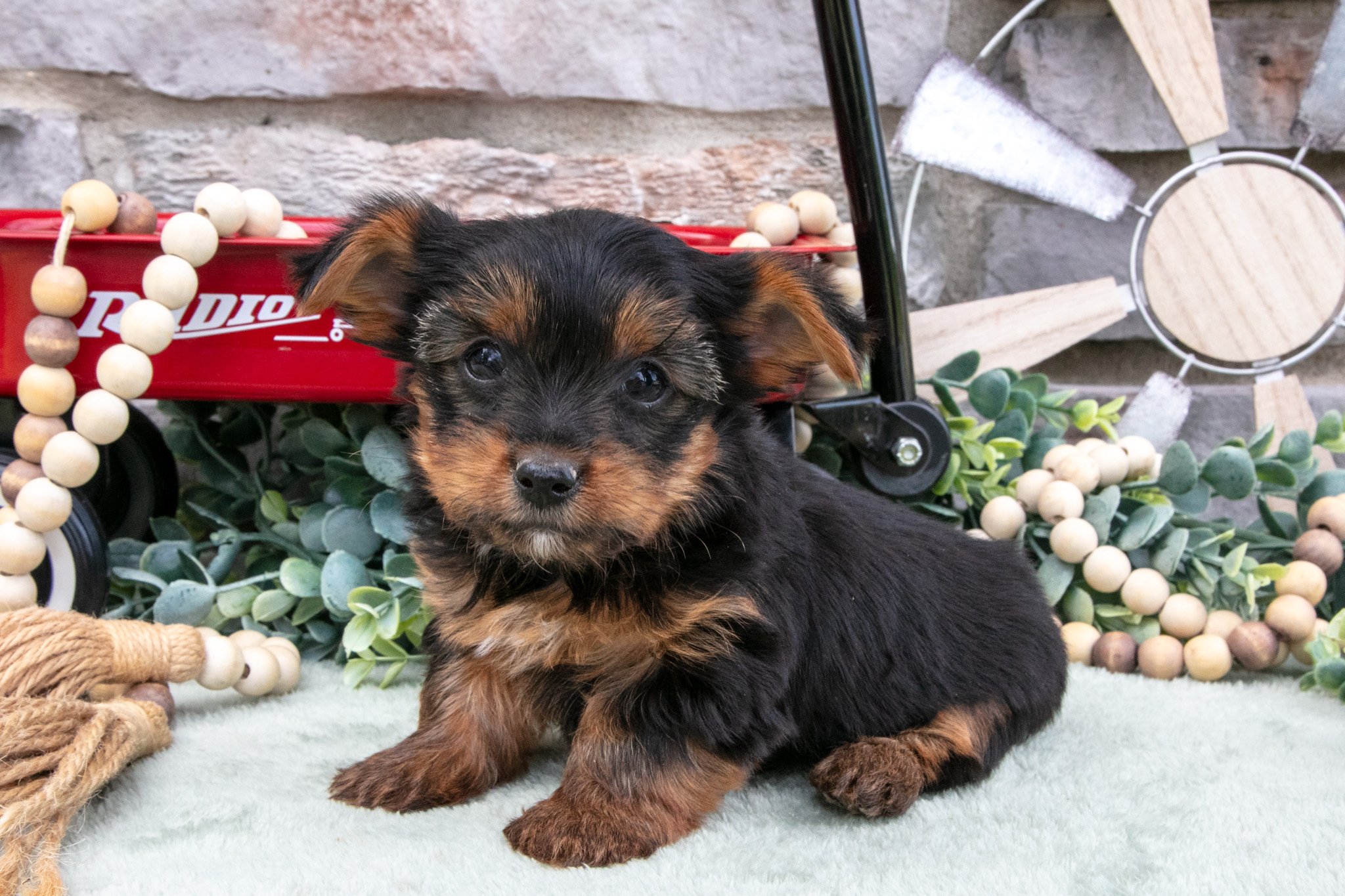 Braxton - $900