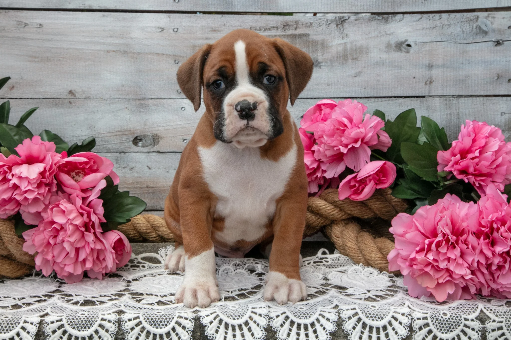 Bruce - $895