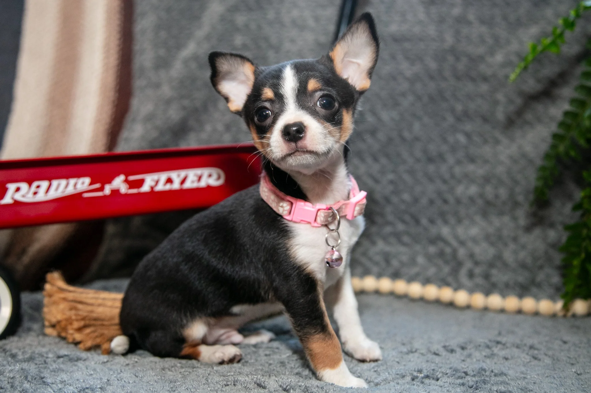 Chico - $1,200