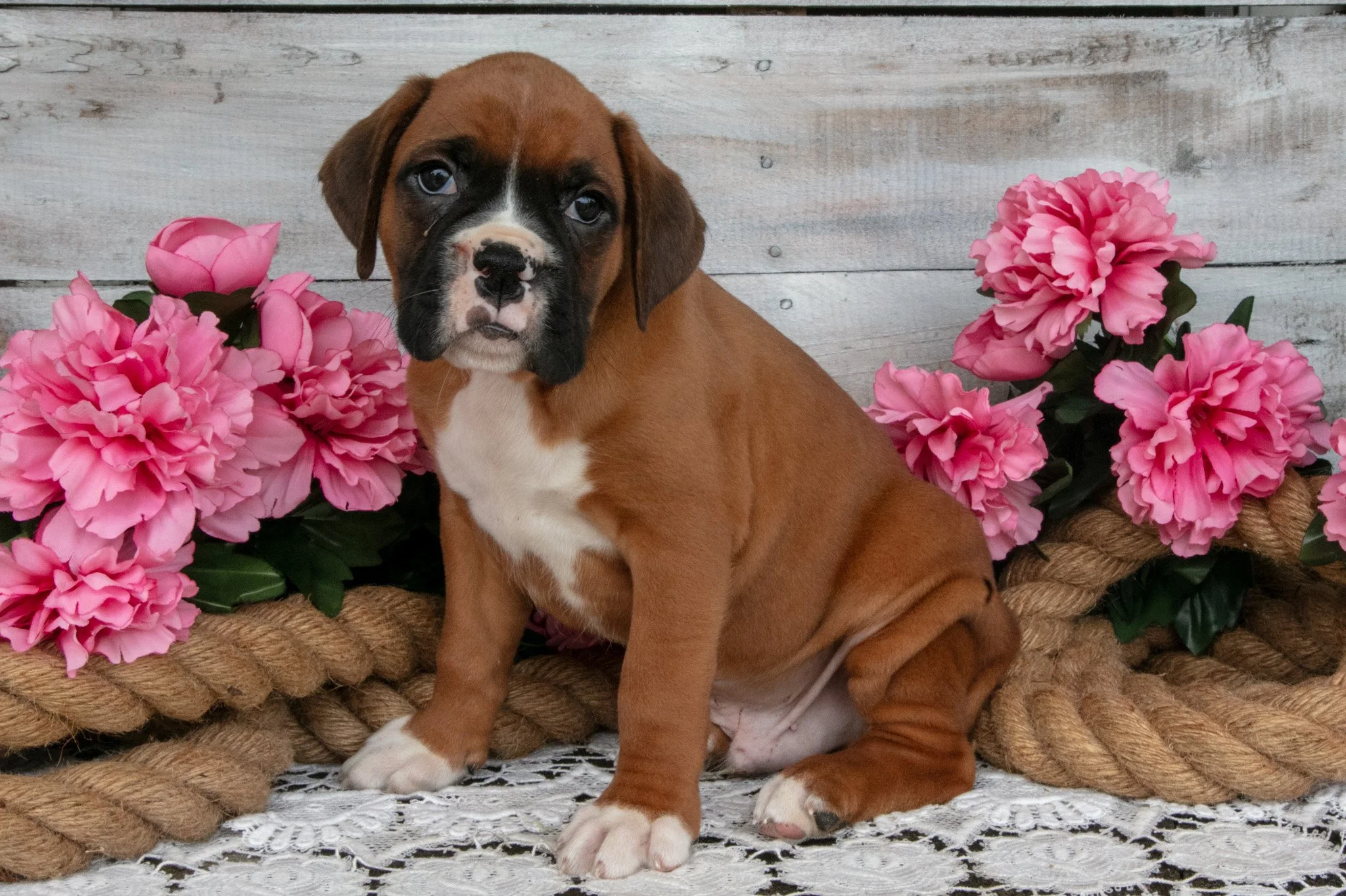 Benji - Sold